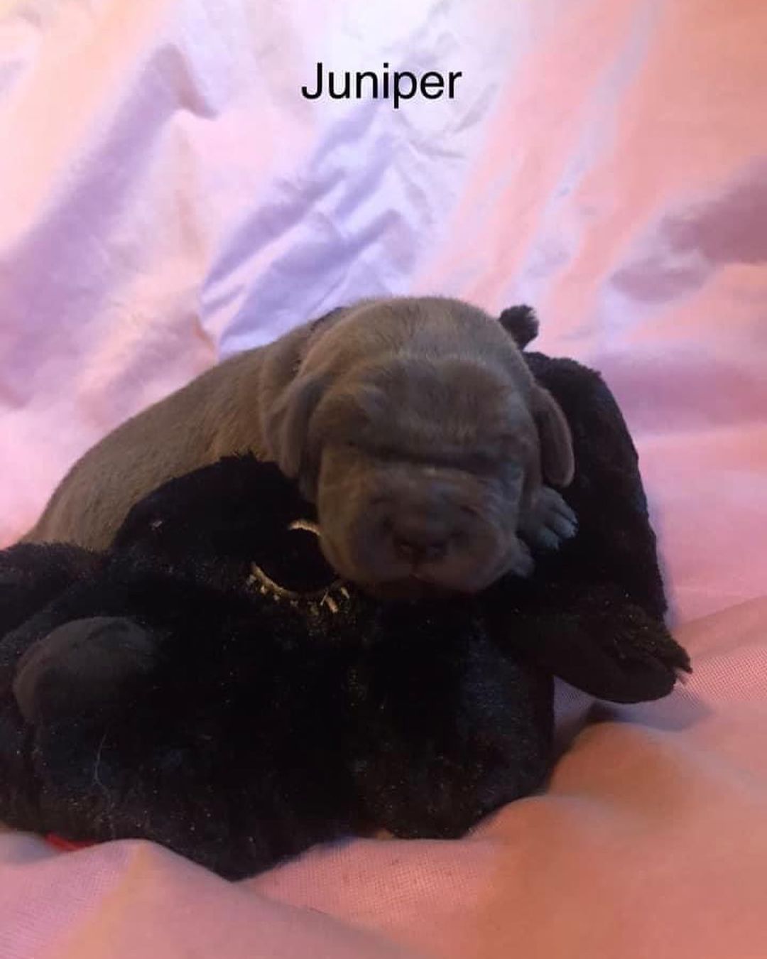 Okay now the entire Bluey litter is pictured. 
It’s Friday, so struggle busses are normal right 😂

Callie (aka Fuzzball) is a fantastic mama and is doing well 

<a target='_blank' href='https://www.instagram.com/explore/tags/bdhp/'>#bdhp</a> <a target='_blank' href='https://www.instagram.com/explore/tags/bdhpi/'>#bdhpi</a> <a target='_blank' href='https://www.instagram.com/explore/tags/bigdogshugepaws/'>#bigdogshugepaws</a>