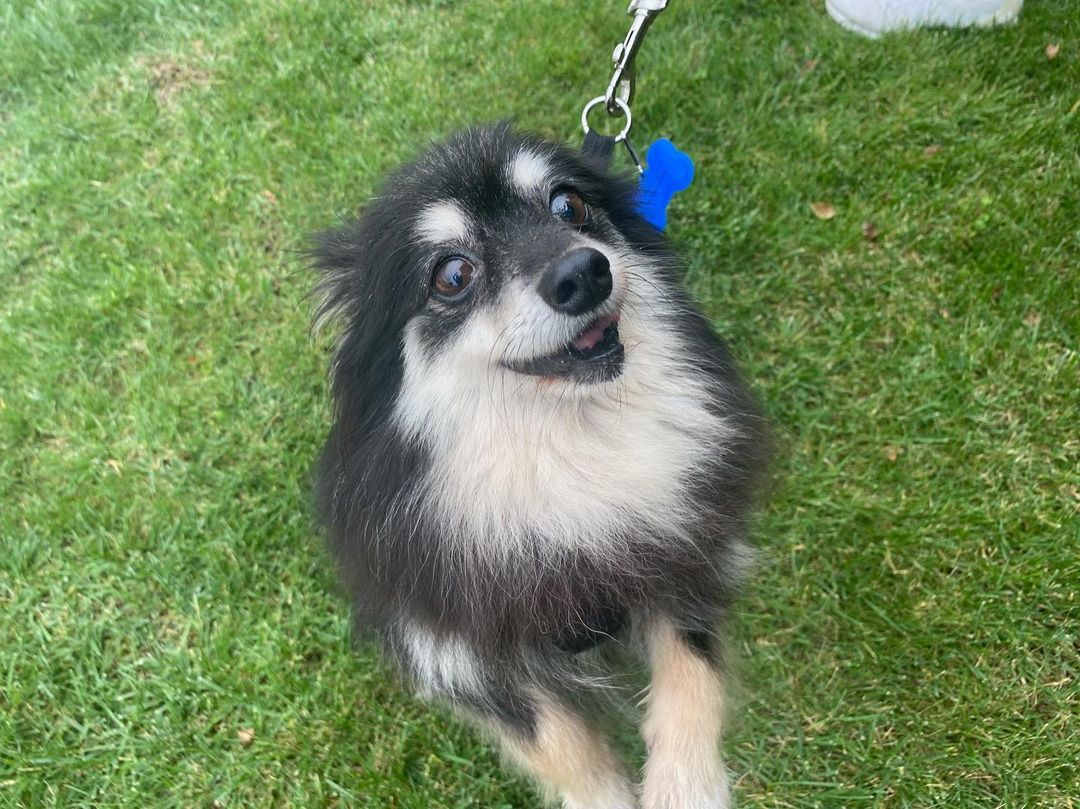 Abigail always has a smile on her face!🤍 This sweet girl is looking for a lowkey home where she can get tons of kisses💕 Learn more about Abigail and submit an adoption application on our website at www.ocpomrescue.com or click the link in our bio!!✨
•
•
•
🐶If you live in the Southern California area and would like to ADOPT a dog from our website/page, fill out an adoption form on our website, www.ocpomrescue.com!

💕If you want to DONATE to us, click the link in our bio!

♡If you would like to FOSTER with us, follow the link in our bio!!

All animals adopted will be spayed/neutered, microchipped, and vaccinated.

🏡Home checks are required. (virtual, emailed to info@ocpomrescue.com)

Adopt me, or share with a friend!!❣️ 🐶