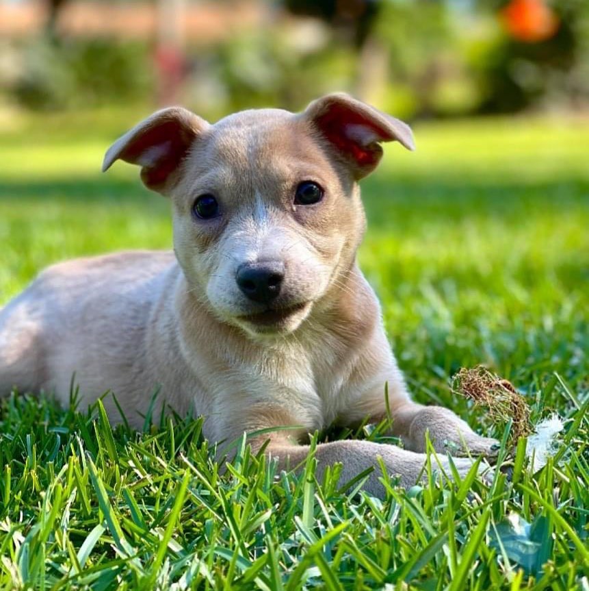 This little girl is Chilaca and she is one of our adorable puppies from our Hot Pepper Litter. Her Mom is a little terrier mix named Margie that came into our rescue when she was very pregnant.  She had her babies on 7/27/2021 and Chilaca was one of 8! 🐾

She is currently in an Amazing Foster home and now she's ready for her FURever home.  She is doing very well at housebreaking and is ready to have a family of her own. This little cutie is very smart and friendly. She loves playing on her own with toys or with the other pups in the house. And she's down with snuggling when you are!  If you are looking to add a cute pup to your home, check out our adorable Chilaca and use the link in our bio to apply to adopt ❤️🌶

<a target='_blank' href='https://www.instagram.com/explore/tags/adoptdontshop/'>#adoptdontshop</a> <a target='_blank' href='https://www.instagram.com/explore/tags/opttoadopt/'>#opttoadopt</a> <a target='_blank' href='https://www.instagram.com/explore/tags/dontbreedorbuy/'>#dontbreedorbuy</a> <a target='_blank' href='https://www.instagram.com/explore/tags/dogsofinstagram/'>#dogsofinstagram</a> <a target='_blank' href='https://www.instagram.com/explore/tags/dogsofig/'>#dogsofig</a> <a target='_blank' href='https://www.instagram.com/explore/tags/dontbullymybreed/'>#dontbullymybreed</a> <a target='_blank' href='https://www.instagram.com/explore/tags/adoption/'>#adoption</a> <a target='_blank' href='https://www.instagram.com/explore/tags/adoptable/'>#adoptable</a> <a target='_blank' href='https://www.instagram.com/explore/tags/foster/'>#foster</a> <a target='_blank' href='https://www.instagram.com/explore/tags/dogsarelife/'>#dogsarelife</a> <a target='_blank' href='https://www.instagram.com/explore/tags/fosterdog/'>#fosterdog</a> <a target='_blank' href='https://www.instagram.com/explore/tags/fosterdogsofinstagram/'>#fosterdogsofinstagram</a> <a target='_blank' href='https://www.instagram.com/explore/tags/ilovedogs/'>#ilovedogs</a> <a target='_blank' href='https://www.instagram.com/explore/tags/pensacola/'>#pensacola</a> <a target='_blank' href='https://www.instagram.com/explore/tags/foley/'>#foley</a> <a target='_blank' href='https://www.instagram.com/explore/tags/mobile/'>#mobile</a> <a target='_blank' href='https://www.instagram.com/explore/tags/daphne/'>#daphne</a> <a target='_blank' href='https://www.instagram.com/explore/tags/gulfcoast/'>#gulfcoast</a> <a target='_blank' href='https://www.instagram.com/explore/tags/dogsofpensacola/'>#dogsofpensacola</a> <a target='_blank' href='https://www.instagram.com/explore/tags/fosterssavelives/'>#fosterssavelives</a> <a target='_blank' href='https://www.instagram.com/explore/tags/puppiesofig/'>#puppiesofig</a> <a target='_blank' href='https://www.instagram.com/explore/tags/babypuppies/'>#babypuppies</a> <a target='_blank' href='https://www.instagram.com/explore/tags/fosterpuppies/'>#fosterpuppies</a> <a target='_blank' href='https://www.instagram.com/explore/tags/terrierpupies/'>#terrierpupies</a>