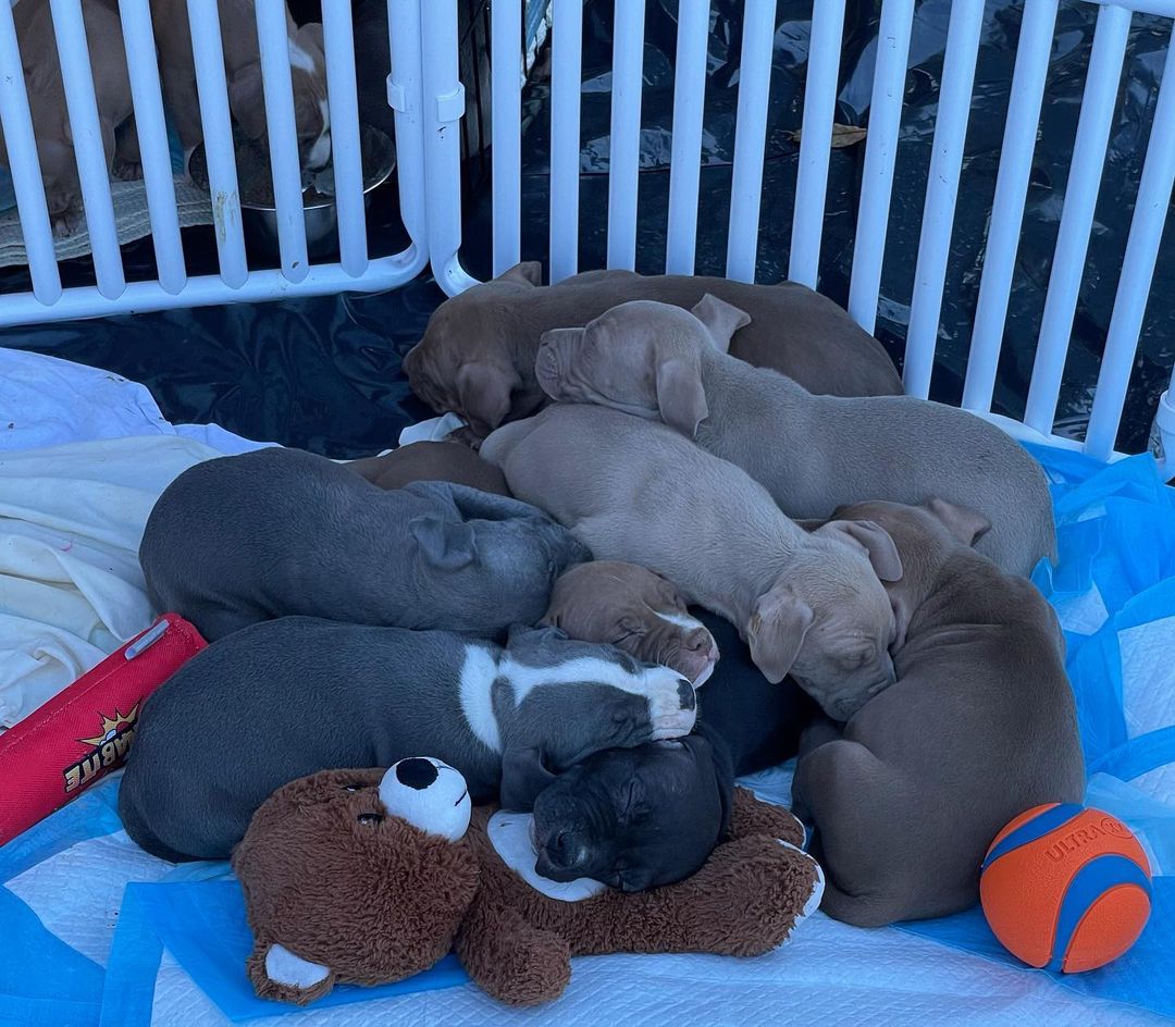 If you have adopted from us in the past and are interested in one of the puppies please email us at bombshellbullies@hotmail.com.  <a target='_blank' href='https://www.instagram.com/explore/tags/bombshellbullies/'>#bombshellbullies</a> <a target='_blank' href='https://www.instagram.com/explore/tags/pitbull/'>#pitbull</a> <a target='_blank' href='https://www.instagram.com/explore/tags/rescue/'>#rescue</a> <a target='_blank' href='https://www.instagram.com/explore/tags/adoptdontshop/'>#adoptdontshop</a> <a target='_blank' href='https://www.instagram.com/explore/tags/puppy/'>#puppy</a>