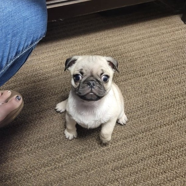 This is Bowzer. Bowzer is 10-weeks old male Pug and was surrendered to us because one of the owners kids injured his leg. We had him seen by our vets today and his leg is broken. 😭

Bowzer is only 3 lbs and will require surgery to repair his leg. He also needs a foster. If you are able to foster please consider completing a foster application at https://www.idohr.org/foster-application-and-agreement. The rescue will provide everything needed.

If you are able to donate towards his medical expenses it would be appreciated. Our Venmo is @IDOHR, our PayPal is info@idohr.org or use the donate button on our bio. We are a 501c3 non profit so your donation is tax deductible.
<a target='_blank' href='https://www.instagram.com/explore/tags/rescue/'>#rescue</a> <a target='_blank' href='https://www.instagram.com/explore/tags/rescuedog/'>#rescuedog</a> <a target='_blank' href='https://www.instagram.com/explore/tags/rescuedogsofinstagram/'>#rescuedogsofinstagram</a> <a target='_blank' href='https://www.instagram.com/explore/tags/rescuedog/'>#rescuedog</a> <a target='_blank' href='https://www.instagram.com/explore/tags/rescuedogs/'>#rescuedogs</a> <a target='_blank' href='https://www.instagram.com/explore/tags/rescuedogsrock/'>#rescuedogsrock</a> <a target='_blank' href='https://www.instagram.com/explore/tags/rescuedogsofinstagram/'>#rescuedogsofinstagram</a> <a target='_blank' href='https://www.instagram.com/explore/tags/rescuedismyfavoritebreed/'>#rescuedismyfavoritebreed</a> <a target='_blank' href='https://www.instagram.com/explore/tags/pug/'>#pug</a> <a target='_blank' href='https://www.instagram.com/explore/tags/pugs/'>#pugs</a> <a target='_blank' href='https://www.instagram.com/explore/tags/puglife/'>#puglife</a> <a target='_blank' href='https://www.instagram.com/explore/tags/puglove/'>#puglove</a> <a target='_blank' href='https://www.instagram.com/explore/tags/pugpuppy/'>#pugpuppy</a> <a target='_blank' href='https://www.instagram.com/explore/tags/puglover/'>#puglover</a> <a target='_blank' href='https://www.instagram.com/explore/tags/pugsofinstagram/'>#pugsofinstagram</a>