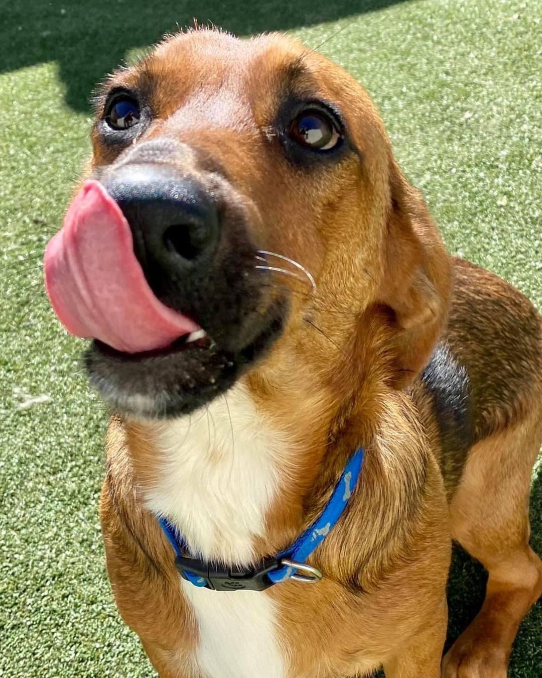 The cuuuutest S H O R T Y you’ll meet .. sweet basset mix Garland! 🤎🖤

This 10 month old little boy came to us from Pocahontas, AR. Garland was living in a home with cats, dogs and people and loved everyone. Let me say that again - he is wonderful with cats, dogs and kids!! He is gentle and loving and has such a good demeanor. He is also potty trained and has great manners. 🤎🖤

Truly, Garland would be perfect for any home! Fill out an app to meet him or foster him today … he’s even cuter (and sweeter) in person. 🤎🖤

<a target='_blank' href='https://www.instagram.com/explore/tags/adoptme/'>#adoptme</a> <a target='_blank' href='https://www.instagram.com/explore/tags/bassetmix/'>#bassetmix</a> <a target='_blank' href='https://www.instagram.com/explore/tags/kidfriendly/'>#kidfriendly</a> <a target='_blank' href='https://www.instagram.com/explore/tags/catfriendly/'>#catfriendly</a> <a target='_blank' href='https://www.instagram.com/explore/tags/rescuedog/'>#rescuedog</a> <a target='_blank' href='https://www.instagram.com/explore/tags/shorty/'>#shorty</a> <a target='_blank' href='https://www.instagram.com/explore/tags/dogsofstl/'>#dogsofstl</a> <a target='_blank' href='https://www.instagram.com/explore/tags/familydog/'>#familydog</a> <a target='_blank' href='https://www.instagram.com/explore/tags/dogsofstlouis/'>#dogsofstlouis</a> <a target='_blank' href='https://www.instagram.com/explore/tags/gentleman/'>#gentleman</a> <a target='_blank' href='https://www.instagram.com/explore/tags/spayandneuter/'>#spayandneuter</a> <a target='_blank' href='https://www.instagram.com/explore/tags/fosteringsaveslives/'>#fosteringsaveslives</a> <a target='_blank' href='https://www.instagram.com/explore/tags/blackandtan/'>#blackandtan</a> <a target='_blank' href='https://www.instagram.com/explore/tags/shelterdog/'>#shelterdog</a> <a target='_blank' href='https://www.instagram.com/explore/tags/baby/'>#baby</a>