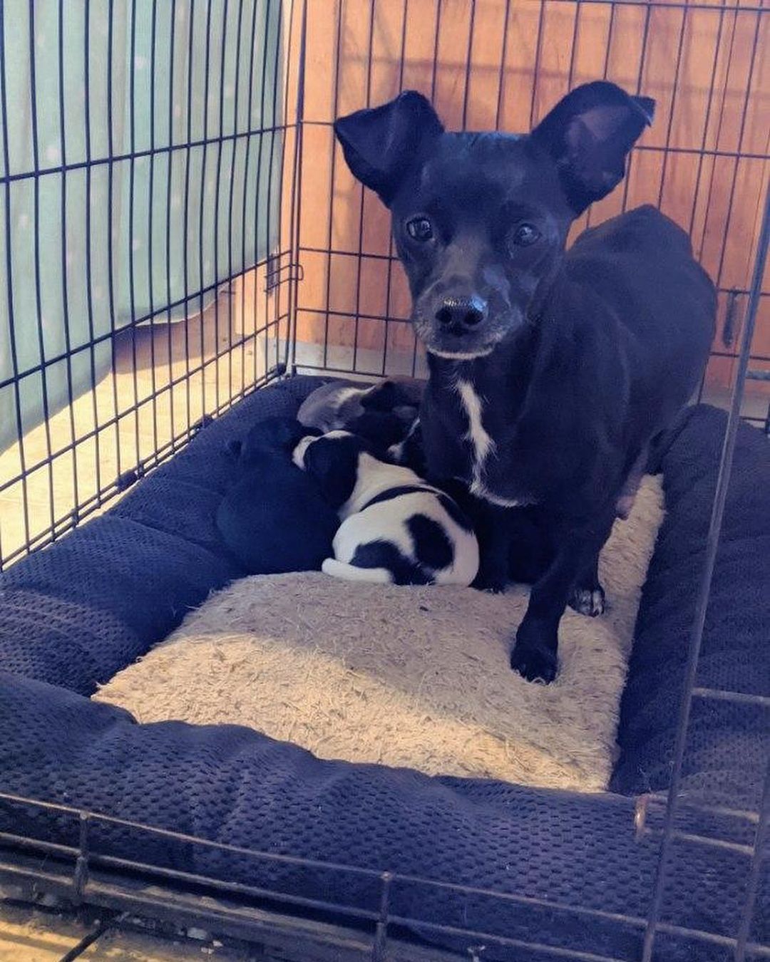 This is Mama Roxy and her adorable puppies and they need homes! 

Please spread the word. Like, comment, and share to boost. Even if you cannot adopt or donate, there maybe someone who follows you that can. ❤️ 

Any and all help is appreciated.