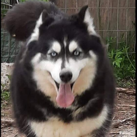 Muncie, IN: Introducing Sky and Max, a bonded Husky pair. Good with kids and dogs, even puppies. Kitties unknown. Sky is a female, Max is male. Well socialized, do well on leash. MUST BE ADOPTED TOGETHER. Apply here:

https://form.jotform.com/193487124403154

<a target='_blank' href='https://www.instagram.com/explore/tags/husky/'>#husky</a> <a target='_blank' href='https://www.instagram.com/explore/tags/huskydog/'>#huskydog</a> <a target='_blank' href='https://www.instagram.com/explore/tags/huskies/'>#huskies</a> <a target='_blank' href='https://www.instagram.com/explore/tags/huskiesofinstagram/'>#huskiesofinstagram</a> <a target='_blank' href='https://www.instagram.com/explore/tags/rescuedogs/'>#rescuedogs</a> <a target='_blank' href='https://www.instagram.com/explore/tags/dogrescue/'>#dogrescue</a>