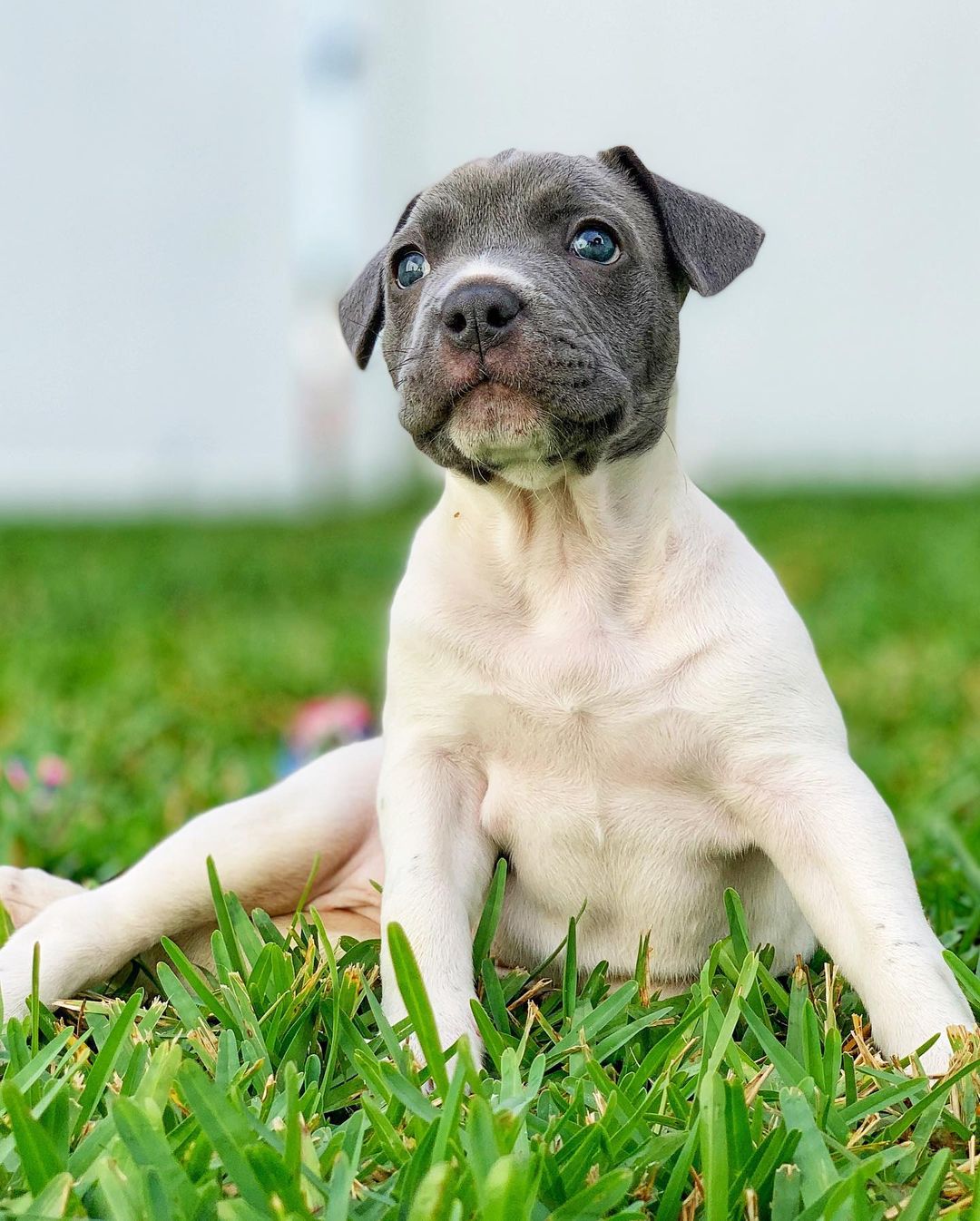 Look at this rolly polly that fell into our laps! This yet-to-be-named (need suggestions!!!) pudgeball is a 6 week old Pit / French Bulldog mix. She was surrendered to a Gainesville vet for being wobbly in her back end, and that vet contacted us for help. She’s going for her first vet visit tomorrow and in a double whammy also going to the rehab vet for a diagnosis rehab plan of attack. She’s with us for now, but we need a CENTRAL FLORIDA FOSTER to step up and foster this girl during the vetting and rehabilitation process until she’s ready for a forever home. We’ll know more about her condition tomorrow, but she can walk somewhat, and she does appear to potty on her own. Fostering for us means that you agree to open your heart and home to this precious pittie. We supply everything… all supplies and food, etc and you just supply the loving. Please let us know if you can foster this girl. We’re also always in need of donations, especially when newbies come in so please give if you’re able either at the link in our bio or on Venmo at LoveyLoaves. Welcome, cutie-pittie-pie!
•
<a target='_blank' href='https://www.instagram.com/explore/tags/loveyloaves/'>#loveyloaves</a> <a target='_blank' href='https://www.instagram.com/explore/tags/pittiepuppy/'>#pittiepuppy</a> <a target='_blank' href='https://www.instagram.com/explore/tags/pitmix/'>#pitmix</a> <a target='_blank' href='https://www.instagram.com/explore/tags/pittielove/'>#pittielove</a> <a target='_blank' href='https://www.instagram.com/explore/tags/pittieloverescue/'>#pittieloverescue</a> <a target='_blank' href='https://www.instagram.com/explore/tags/puppyeyes/'>#puppyeyes</a> <a target='_blank' href='https://www.instagram.com/explore/tags/specialneedsdog/'>#specialneedsdog</a> <a target='_blank' href='https://www.instagram.com/explore/tags/rescuedogsofinstagram/'>#rescuedogsofinstagram</a> <a target='_blank' href='https://www.instagram.com/explore/tags/differentnotdefective/'>#differentnotdefective</a>