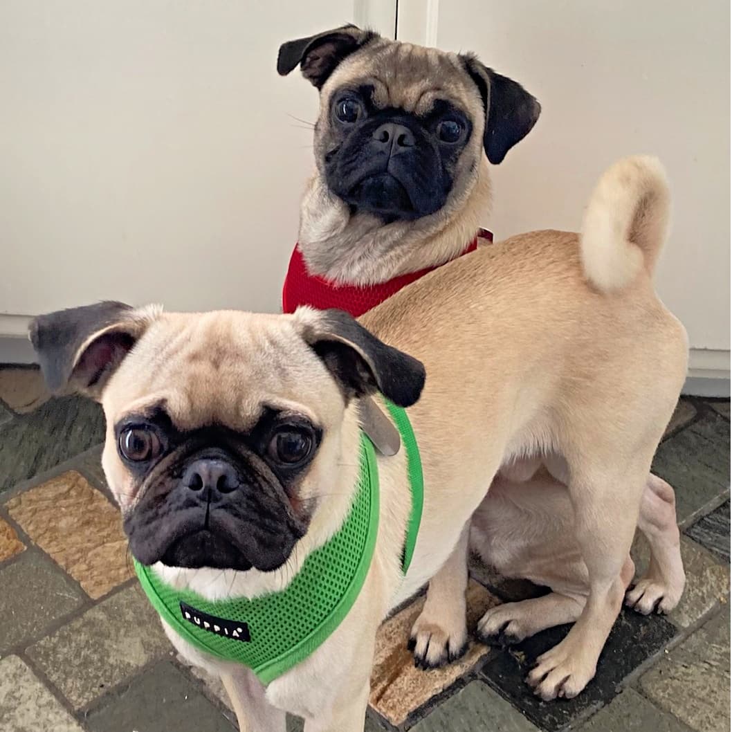 What's better than a Pug dog? A pair of Pug puppies! Connor and his brother Carl were abandoned in a cage behind Walmart. A good Samaritan rescued them, and contacted us for help. The boys did not have collars and were not microchipped. We searched for an owner for a month, and now the boys need to find their forever family. These purebred Pug boys are about 9 months old, and perfectly healthy. We had them fully vaccinated and microchipped, and they will be neutered soon. It's clear that Connor and Carl had not been living inside a home. They did not know what a collar or leash were, and were not at all house trained. They are very energetic young dogs who love to run and play, then crash for a deep sleep. Connor and Carl are friendly, happy and get along well with other dogs. They are very affectionate, devoted and smart. After working with our foster mom, they now understand the concept of peeing outside, but will still need training. Connor and Carl are typical puppies that have a lot of energy to play, love to chew their toys, but once they settle down, they are very cuddly. Any adopter will need the patience and energy to train these two young Pugs.  

We would love for these adorable Pug brothers to stay together. We will only be adopting out to the Los Angeles or Orange County area. We anticipate a lot of interest in these happy Puggies, and will not be able to answer all email inquiries. If you'd like to meet them, please complete our adoption application found on dexterfoundation.com We will contact everyone who is a good match for a meet and greet. Unfortunately, we can only choose one family. Adoption donation $600 for the pair to offset their vet expenses.

<a target='_blank' href='https://www.instagram.com/explore/tags/adoptdontshop/'>#adoptdontshop</a> <a target='_blank' href='https://www.instagram.com/explore/tags/rescuedogs/'>#rescuedogs</a> <a target='_blank' href='https://www.instagram.com/explore/tags/manhattanbeach/'>#manhattanbeach</a> <a target='_blank' href='https://www.instagram.com/explore/tags/redondobeach/'>#redondobeach</a> <a target='_blank' href='https://www.instagram.com/explore/tags/palosverdes/'>#palosverdes</a> <a target='_blank' href='https://www.instagram.com/explore/tags/photooftheday/'>#photooftheday</a> <a target='_blank' href='https://www.instagram.com/explore/tags/santamonica/'>#santamonica</a> <a target='_blank' href='https://www.instagram.com/explore/tags/dogsofig/'>#dogsofig</a> <a target='_blank' href='https://www.instagram.com/explore/tags/southbay/'>#southbay</a> <a target='_blank' href='https://www.instagram.com/explore/tags/cutedogs/'>#cutedogs</a> <a target='_blank' href='https://www.instagram.com/explore/tags/thestrand/'>#thestrand</a> <a target='_blank' href='https://www.instagram.com/explore/tags/pugs/'>#pugs</a> <a target='_blank' href='https://www.instagram.com/explore/tags/pugsofig/'>#pugsofig</a> <a target='_blank' href='https://www.instagram.com/explore/tags/puglife/'>#puglife</a> <a target='_blank' href='https://www.instagram.com/explore/tags/puppies/'>#puppies</a>
