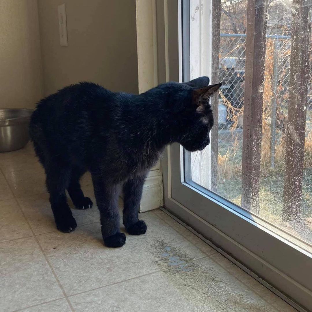 Meet Lil' Bertha, a sleek 🖤 black beauty waiting for her forever home. This ten-year-old lady will greet you with the best meows and purrs! Bertha loves her human friends and would do best as the only cat 🐈 

Sweet Bertha enjoys napping, snuggling and gets along with calm dogs, too. She takes her thyroid meds like a pro and is on a special diet for her kidneys. Bertha is FIV+ and is healthy and happy 😸 Ask our team about FIV in cats. 

Do you have the purrfect home 🏠 for this sweet girl? Use the link in our bio to reach our Salt Lake adoption page to fill out the adoption survey mentioning Lil' Bertha by name, DM us for a link or email utahadoptions@bestfriends.org. 

The Best Friends Lifesaving Center in Salt Lake City does adoptions by appointment and at our center between 12-4pm Sunday and Monday and 12-6pm Tuesday through Saturday. If you are interested in adopting a specific pet, please complete our dog adoption survey or cat adoption survey to provide us information about your lifestyle and what you are looking for in a dog or cat. An adoption specialist will be in touch with you within 48 hours via phone or email to advise next steps. Thank you for your continued support of the animals in Utah. 

<a target='_blank' href='https://www.instagram.com/explore/tags/SaveThemAll/'>#SaveThemAll</a> <a target='_blank' href='https://www.instagram.com/explore/tags/BestFriendsAnimalSociety/'>#BestFriendsAnimalSociety</a> <a target='_blank' href='https://www.instagram.com/explore/tags/adoptdontshop/'>#adoptdontshop</a> <a target='_blank' href='https://www.instagram.com/explore/tags/Utah/'>#Utah</a> <a target='_blank' href='https://www.instagram.com/explore/tags/SLC/'>#SLC</a> <a target='_blank' href='https://www.instagram.com/explore/tags/SaltLakeCity/'>#SaltLakeCity</a> <a target='_blank' href='https://www.instagram.com/explore/tags/BestFriendsUtah/'>#BestFriendsUtah</a> <a target='_blank' href='https://www.instagram.com/explore/tags/fosteringsaveslives/'>#fosteringsaveslives</a> <a target='_blank' href='https://www.instagram.com/explore/tags/BestFriendsSLC/'>#BestFriendsSLC</a> 
<a target='_blank' href='https://www.instagram.com/explore/tags/NKUT/'>#NKUT</a> <a target='_blank' href='https://www.instagram.com/explore/tags/adoptablecat/'>#adoptablecat</a>