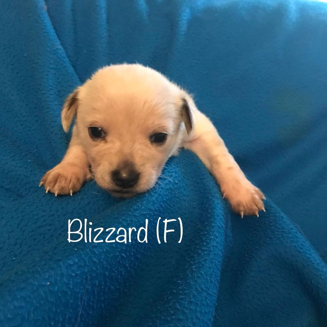Our “All things Fall” Puppies are 18 days old. Their eyes are open and they are starting to become mobile. Thank goodness for amazing foster families that are ready to take on the crazy task of raising 10 puppies! Watch for these <a target='_blank' href='https://www.instagram.com/explore/tags/terriermix/'>#terriermix</a> pups to be available in about 6 weeks. <a target='_blank' href='https://www.instagram.com/explore/tags/jakeswishdogrescue/'>#jakeswishdogrescue</a> <a target='_blank' href='https://www.instagram.com/explore/tags/fosteringsaveslives/'>#fosteringsaveslives</a> <a target='_blank' href='https://www.instagram.com/explore/tags/adoptdontshop/'>#adoptdontshop</a>