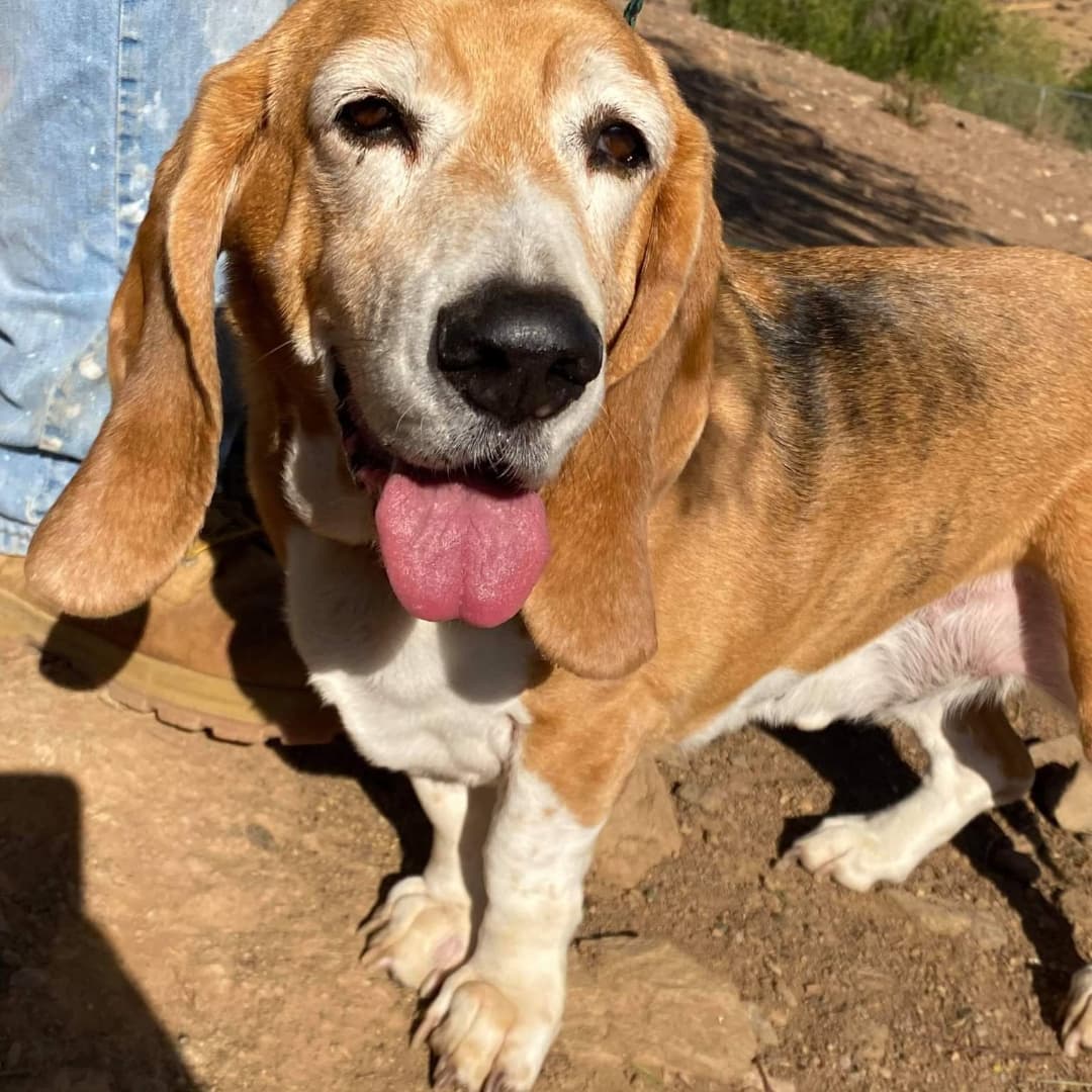 Please welcome 7 year old Hunter.  His humans had health tragedies and he ended up all alone in his back yard for a month! His story is a book itself! Thank you Dave & Leslie for getting him safe, bathed and snuggled. Thank you Bruce Garvin for transport! <a target='_blank' href='https://www.instagram.com/explore/tags/daphneyland/'>#daphneyland</a> <a target='_blank' href='https://www.instagram.com/explore/tags/bassethoundsofinstagram/'>#bassethoundsofinstagram</a> <a target='_blank' href='https://www.instagram.com/explore/tags/bassets/'>#bassets</a> <a target='_blank' href='https://www.instagram.com/explore/tags/nothingbetterthanabasset/'>#nothingbetterthanabasset</a> <a target='_blank' href='https://www.instagram.com/explore/tags/rescuedogsofinstagram/'>#rescuedogsofinstagram</a> <a target='_blank' href='https://www.instagram.com/explore/tags/heartthrob/'>#heartthrob</a> <a target='_blank' href='https://www.instagram.com/explore/tags/rescuelife/'>#rescuelife</a> <a target='_blank' href='https://www.instagram.com/explore/tags/adoptioneverafter/'>#adoptioneverafter</a>