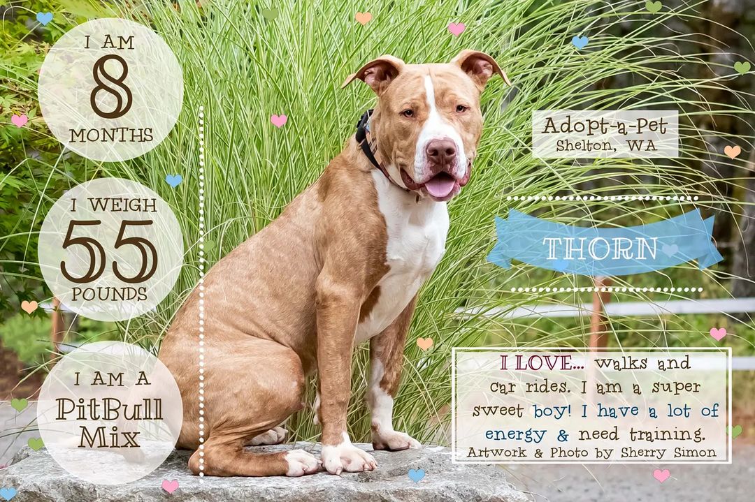 Check out our Dog of the Week!

Meet THORN! He is a 55#, 8-month-old, Pitbull who is available 11/01/2021. Thorn has a beautiful butterscotch brindle coat, amber eyes, and a very melancholy face.

Thorn is a young, strong dog looking for an active family. He wants to please, is learning basic commands, leash manners, and his new family will have to continue his training. Thorn is sitting and waiting to receive his meals, and when he exits his kennel. He likes other dogs and misses playing with his sister ROSE who was recently adopted. Thorn is sweet, loving, rides well in the car, and looks forward to new adventures! 

If you have further questions, emails are the only method of communication at this time. We all care about the health of our 2-legged caregivers and the community at large, so as a precaution we are temporarily suspending our public open hours. We are still taking email inquiries and applications and will be in touch with you as soon as we are able. We appreciate everyone’s understanding during this difficult time! Stay Well! 

KENNEL CONTACT INFORMATION:
Email: adoptapetadoptions@gmail.com
Telephone: (360) 432-3091 Option <a target='_blank' href='https://www.instagram.com/explore/tags/5/'>#5</a>