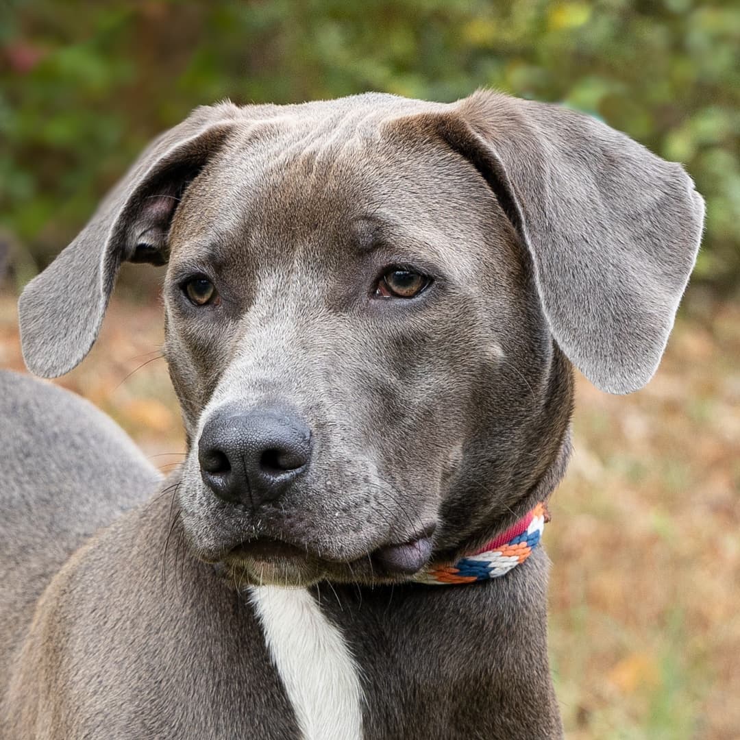 Meet Shadow, a 6-month-old male Retriever/mix who was surrendered through no fault of his own. This handsome young boy is anxiously waiting for a family to come and take him and give him the life that he deserves.
____________________________________________
<a target='_blank' href='https://www.instagram.com/explore/tags/handsomeboy/'>#handsomeboy</a>  <a target='_blank' href='https://www.instagram.com/explore/tags/sweetface/'>#sweetface</a>  <a target='_blank' href='https://www.instagram.com/explore/tags/takemeoutofhere/'>#takemeoutofhere</a>  <a target='_blank' href='https://www.instagram.com/explore/tags/adoptmeplease/'>#adoptmeplease</a>