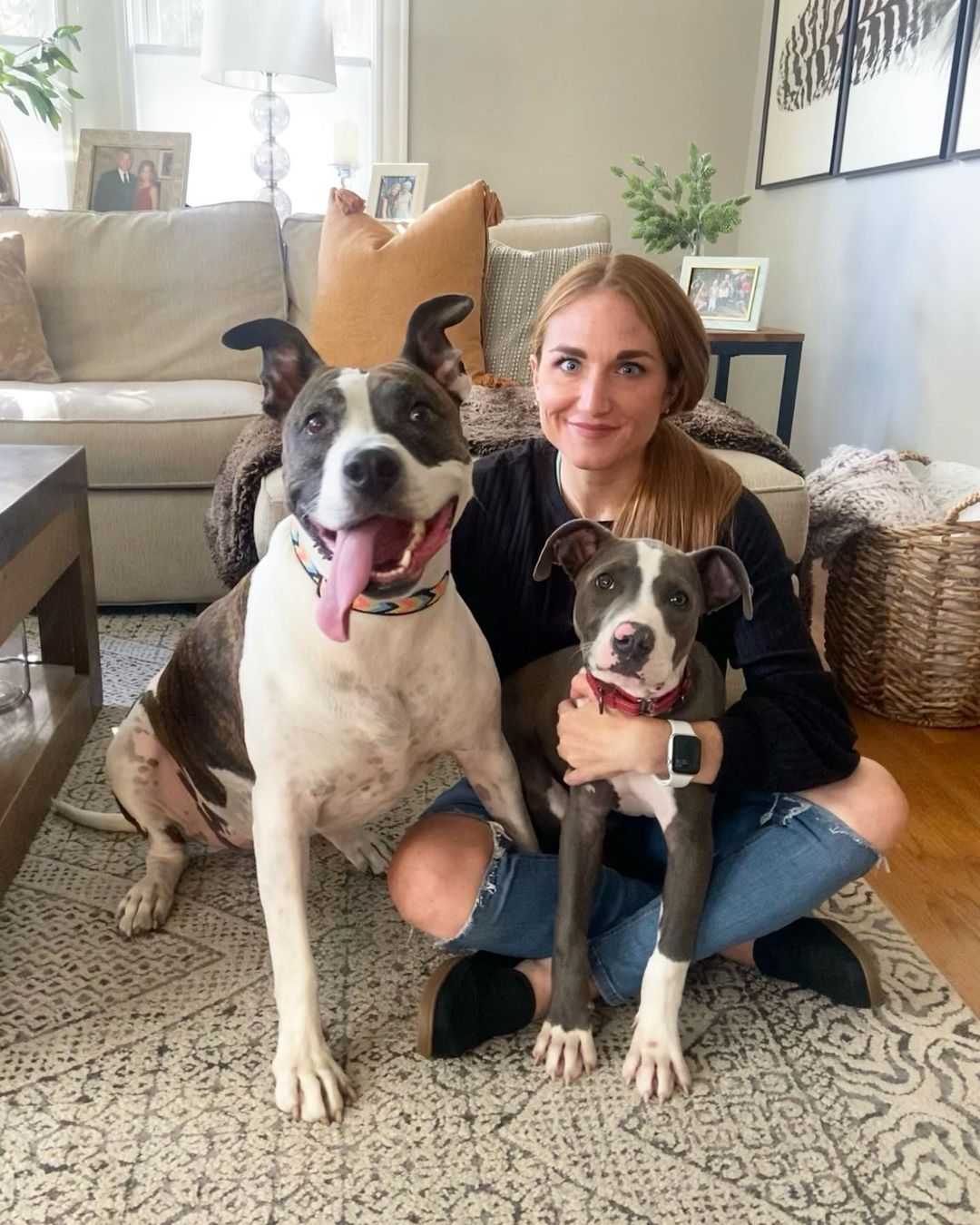 Bernie now Abe is home! This sweet, adorable and sassy boy hit the jackpot with his dog walker mom, Jen, and sweet pittie sister, Sky! After being part of a large law enforcement case in which he was 1 of 20 pups rescued by @arlboston, he was fostered by Jacqui and Kevin & Alexa. He’ll be getting daily hikes & adventures with his new mom and we can’t wait to see the breed ambassador he grows into 💙