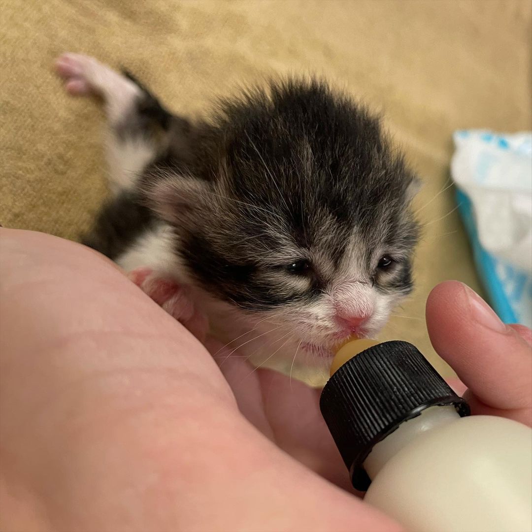 One of our tiniest kittens decided today was a great day to open her eyes for the first time! Yay Bettina!
<a target='_blank' href='https://www.instagram.com/explore/tags/fosteringsaveslives/'>#fosteringsaveslives</a> 
<a target='_blank' href='https://www.instagram.com/explore/tags/adoptdontshop/'>#adoptdontshop</a> <a target='_blank' href='https://www.instagram.com/explore/tags/adopt/'>#adopt</a> <a target='_blank' href='https://www.instagram.com/explore/tags/flowerspetalliance/'>#flowerspetalliance</a> <a target='_blank' href='https://www.instagram.com/explore/tags/rescuecat/'>#rescuecat</a> <a target='_blank' href='https://www.instagram.com/explore/tags/rescuekitten/'>#rescuekitten</a>