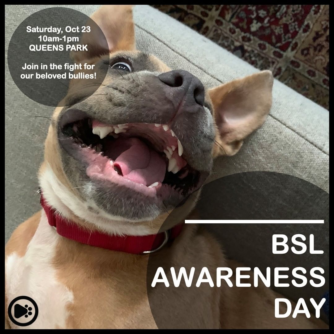 Did you know that tomorrow, October 23, is BREED SPECIFIC LEGISLATION AWARENESS DAY? Events will be held in multiple cities across the country where citizens against BSL will be peacefully raising awareness on the unfair treatment and harm BSL causes. If you’re in the GTA/Toronto here is how you can be a part of this.

DATE: Saturday October 23, 2021
TIME: 10:00 am-1:00 pm
WHERE: Queen’s Park — front lawn
WHY: To peacefully protest the right thing to do in Ontario — <a target='_blank' href='https://www.instagram.com/explore/tags/AbolishBSL/'>#AbolishBSL</a>

Notes from the organizers:
1. All well-socialized dogs are welcome to attend. They must be leashed and in full control of their owners at all times. If your dogs are not good in large crowds (and this is OK!!) please leave them home and come be their voice! Dogs must be cleaned up after at all times while on the premises. All provincial regulations must be adhered to for dogs who are present.
2. Media will be present, as well as special guest attendees. Please ensure that you remain respectful at all times.
3. Signs are most welcome — please make sure to take them with you when you leave.
.
.
.
<a target='_blank' href='https://www.instagram.com/explore/tags/EndBSL/'>#EndBSL</a> <a target='_blank' href='https://www.instagram.com/explore/tags/DontBullyMyBreed/'>#DontBullyMyBreed</a> <a target='_blank' href='https://www.instagram.com/explore/tags/Rescue/'>#Rescue</a> <a target='_blank' href='https://www.instagram.com/explore/tags/TorontoEvents/'>#TorontoEvents</a> <a target='_blank' href='https://www.instagram.com/explore/tags/QueensPark/'>#QueensPark</a> <a target='_blank' href='https://www.instagram.com/explore/tags/BullyLife/'>#BullyLife</a> <a target='_blank' href='https://www.instagram.com/explore/tags/DontBullyMyBully/'>#DontBullyMyBully</a> <a target='_blank' href='https://www.instagram.com/explore/tags/BSL/'>#BSL</a> <a target='_blank' href='https://www.instagram.com/explore/tags/BSLsucks/'>#BSLsucks</a>