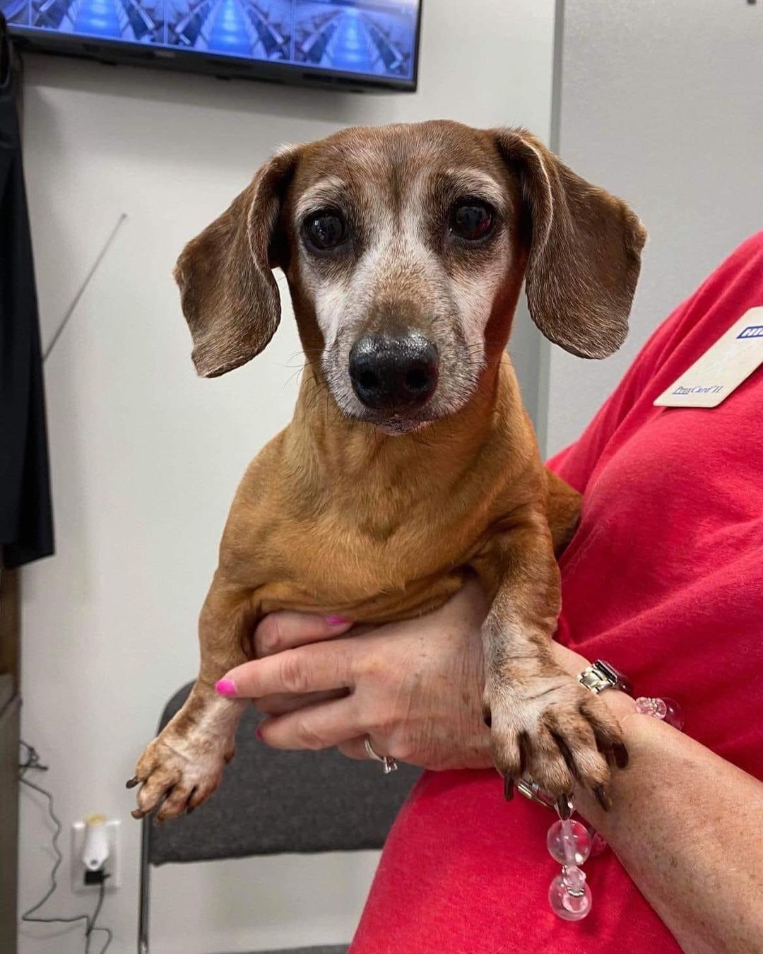 Meet 8 yo Sally! She was surrendered to us after her owner went into an assisted living and couldn't take the pup with. She is a super sweet and very mild tempered. 
.
If you're an approved adopter, please contact your adoption coordinator 
.
If not, please fill out an application at www.tndachshundrescue.com today!
.
.
.
<a target='_blank' href='https://www.instagram.com/explore/tags/adoptdontshop/'>#adoptdontshop</a> <a target='_blank' href='https://www.instagram.com/explore/tags/dachshund/'>#dachshund</a> <a target='_blank' href='https://www.instagram.com/explore/tags/dachshundsofinstagram/'>#dachshundsofinstagram</a> <a target='_blank' href='https://www.instagram.com/explore/tags/sally/'>#sally</a> <a target='_blank' href='https://www.instagram.com/explore/tags/rescuedachshund/'>#rescuedachshund</a> <a target='_blank' href='https://www.instagram.com/explore/tags/dachshundrescue/'>#dachshundrescue</a> <a target='_blank' href='https://www.instagram.com/explore/tags/sausagedog/'>#sausagedog</a> <a target='_blank' href='https://www.instagram.com/explore/tags/weeniedog/'>#weeniedog</a> <a target='_blank' href='https://www.instagram.com/explore/tags/adoptme/'>#adoptme</a> <a target='_blank' href='https://www.instagram.com/explore/tags/tennessee/'>#tennessee</a>