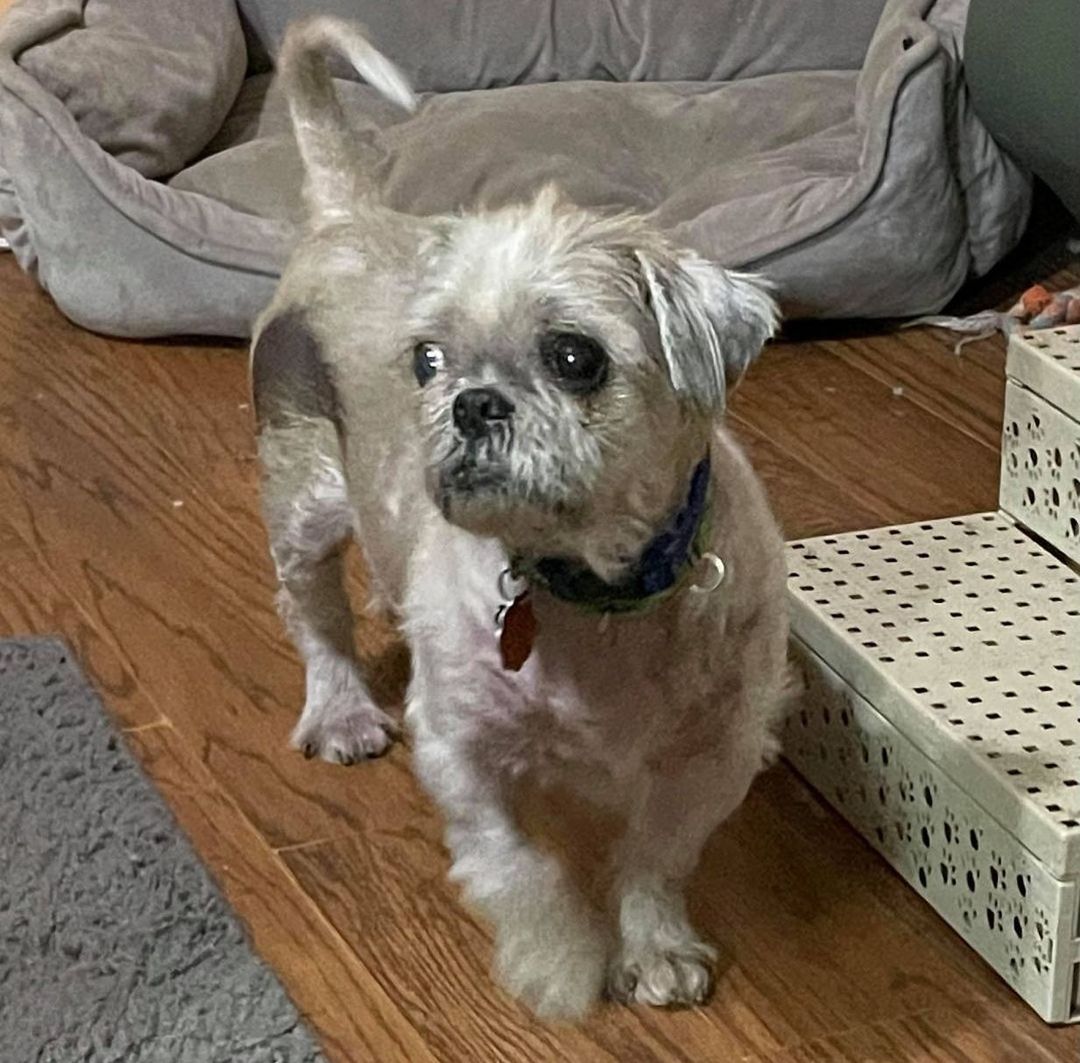 Hello, meet JUNIOR! 

This sweet little senior gentleman is looking for a new forever home. At ten years old, Junior has *a lot* of love left to give❤️

Junior is good with people, other dogs, kids AND cats! Not bad for a man of his age, huh?

Junior loves nothing more than to snuggle and take naps. He would be an 