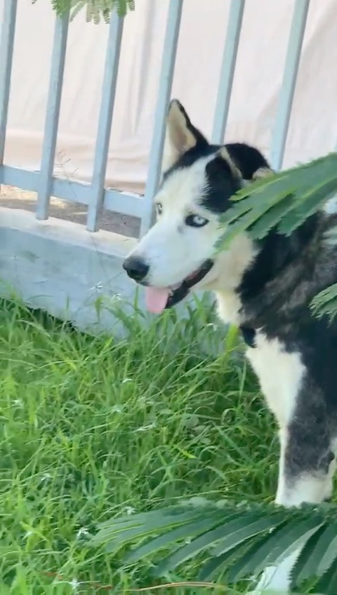 This is beautiful BRAD PITT, a gorgeous (almost certainly purebred) Husky! We call him Brad because of his piercing blue eyes and his scruffy movie star looks!

Brad is about 62 lbs and 7 years old. 

He’s super chill and very sweet! He LOVES people!

Please message us if interested in this sweet boy or head to our website and fill out an application! 

Miraclesforsatosrescue.org

<a target='_blank' href='https://www.instagram.com/explore/tags/husky/'>#husky</a> <a target='_blank' href='https://www.instagram.com/explore/tags/purebredhusky/'>#purebredhusky</a> <a target='_blank' href='https://www.instagram.com/explore/tags/purebred/'>#purebred</a> <a target='_blank' href='https://www.instagram.com/explore/tags/adoptme/'>#adoptme</a> <a target='_blank' href='https://www.instagram.com/explore/tags/miraclesforsatosrescue/'>#miraclesforsatosrescue</a> <a target='_blank' href='https://www.instagram.com/explore/tags/dogsofpuertorico/'>#dogsofpuertorico</a> <a target='_blank' href='https://www.instagram.com/explore/tags/puertorico/'>#puertorico</a> <a target='_blank' href='https://www.instagram.com/explore/tags/huskies/'>#huskies</a> <a target='_blank' href='https://www.instagram.com/explore/tags/huskiesofinstagram/'>#huskiesofinstagram</a> <a target='_blank' href='https://www.instagram.com/explore/tags/huskiesofig/'>#huskiesofig</a> <a target='_blank' href='https://www.instagram.com/explore/tags/blueeyeddog/'>#blueeyeddog</a> <a target='_blank' href='https://www.instagram.com/explore/tags/dogrescue/'>#dogrescue</a> <a target='_blank' href='https://www.instagram.com/explore/tags/huskylove/'>#huskylove</a> <a target='_blank' href='https://www.instagram.com/explore/tags/huskylovers/'>#huskylovers</a> <a target='_blank' href='https://www.instagram.com/explore/tags/adoptaseniordog/'>#adoptaseniordog</a>