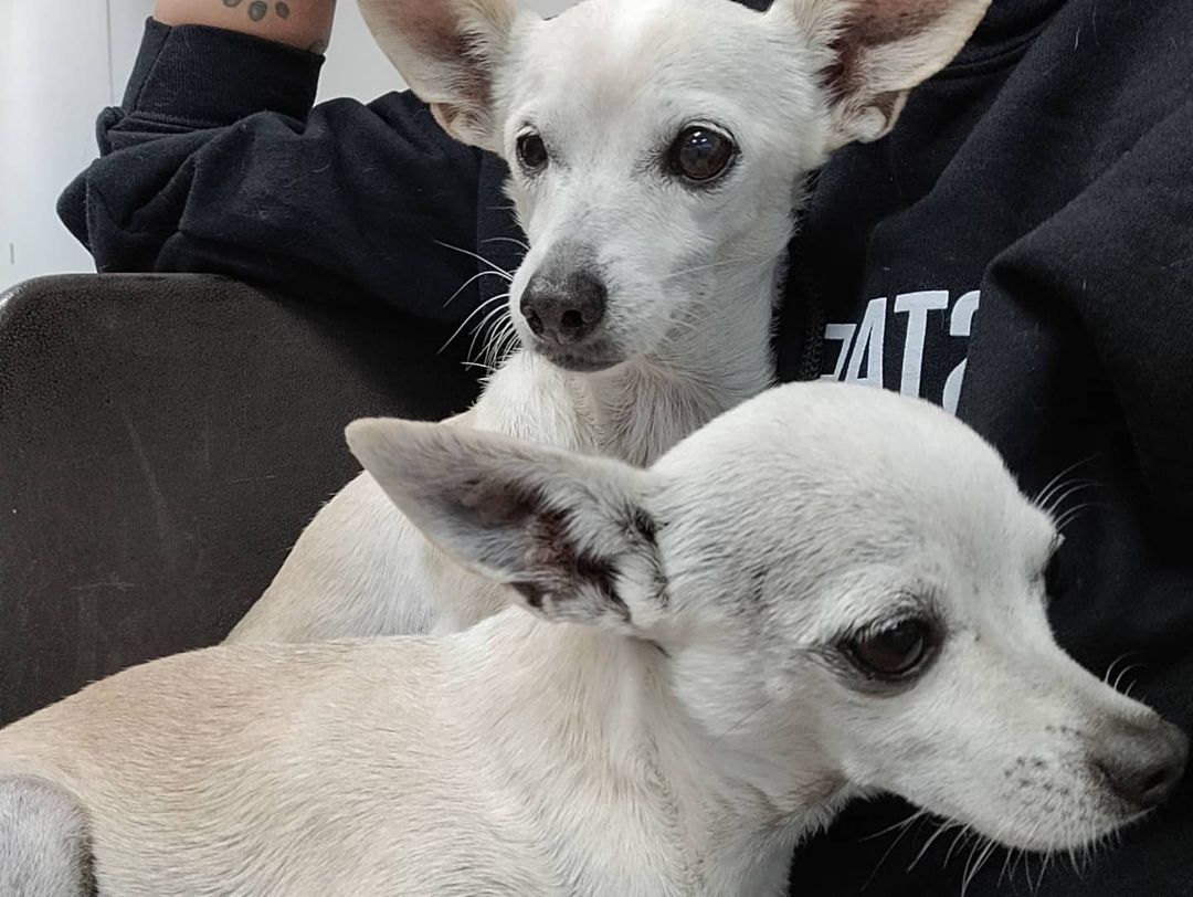 Our littles are wondering why they still haven't found their furever home. Grey and Sky are the sweetest cuddle buddies. They will snuggle you and be your shadow anytime you get up. They are a bonded pair and their adoption fee is $50. These sweet seniors are easy and come potty trained so why not adopt them?