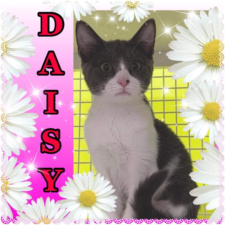 Taking a turn at the Petco Atascocita - 7067 FM 1960, Humble, TX 77346 condo is Miss Daisy! This sweetie loves chin scratches, treats, and scrolling Instagram pics of reality tv stars. <a target='_blank' href='https://www.instagram.com/explore/tags/LMNFelineRescue/'>#LMNFelineRescue</a> <a target='_blank' href='https://www.instagram.com/explore/tags/LMNRescue/'>#LMNRescue</a> <a target='_blank' href='https://www.instagram.com/explore/tags/LoveMeNow/'>#LoveMeNow</a> <a target='_blank' href='https://www.instagram.com/explore/tags/FosteringSavesLives/'>#FosteringSavesLives</a>❤️ <a target='_blank' href='https://www.instagram.com/explore/tags/BeAFoster/'>#BeAFoster</a> <a target='_blank' href='https://www.instagram.com/explore/tags/AdoptDontShop/'>#AdoptDontShop</a>❤️ <a target='_blank' href='https://www.instagram.com/explore/tags/Petco/'>#Petco</a> <a target='_blank' href='https://www.instagram.com/explore/tags/PetcoAtascocita/'>#PetcoAtascocita</a> <a target='_blank' href='https://www.instagram.com/explore/tags/PetcoLove/'>#PetcoLove</a> <a target='_blank' href='https://www.instagram.com/explore/tags/AdoptableKitten/'>#AdoptableKitten</a> <a target='_blank' href='https://www.instagram.com/explore/tags/DomesticShortHair/'>#DomesticShortHair</a>

📷 @so_very_sara_ 💗