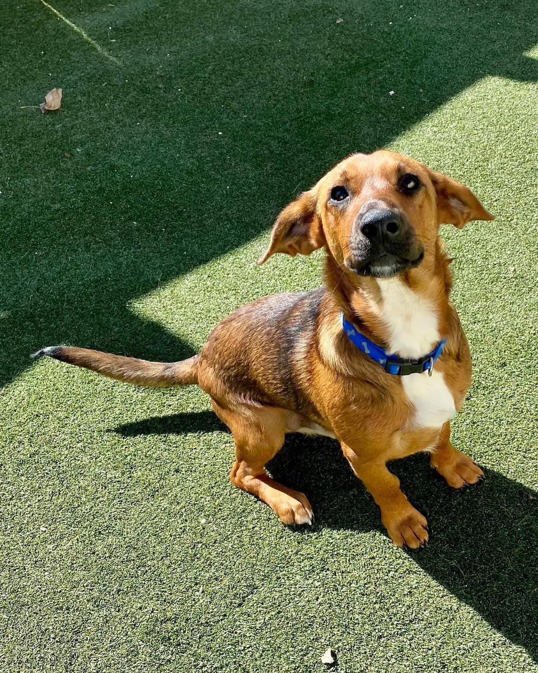 The cuuuutest S H O R T Y you’ll meet .. sweet basset mix Garland! 🤎🖤

This 10 month old little boy came to us from Pocahontas, AR. Garland was living in a home with cats, dogs and people and loved everyone. Let me say that again - he is wonderful with cats, dogs and kids!! He is gentle and loving and has such a good demeanor. He is also potty trained and has great manners. 🤎🖤

Truly, Garland would be perfect for any home! Fill out an app to meet him or foster him today … he’s even cuter (and sweeter) in person. 🤎🖤

<a target='_blank' href='https://www.instagram.com/explore/tags/adoptme/'>#adoptme</a> <a target='_blank' href='https://www.instagram.com/explore/tags/bassetmix/'>#bassetmix</a> <a target='_blank' href='https://www.instagram.com/explore/tags/kidfriendly/'>#kidfriendly</a> <a target='_blank' href='https://www.instagram.com/explore/tags/catfriendly/'>#catfriendly</a> <a target='_blank' href='https://www.instagram.com/explore/tags/rescuedog/'>#rescuedog</a> <a target='_blank' href='https://www.instagram.com/explore/tags/shorty/'>#shorty</a> <a target='_blank' href='https://www.instagram.com/explore/tags/dogsofstl/'>#dogsofstl</a> <a target='_blank' href='https://www.instagram.com/explore/tags/familydog/'>#familydog</a> <a target='_blank' href='https://www.instagram.com/explore/tags/dogsofstlouis/'>#dogsofstlouis</a> <a target='_blank' href='https://www.instagram.com/explore/tags/gentleman/'>#gentleman</a> <a target='_blank' href='https://www.instagram.com/explore/tags/spayandneuter/'>#spayandneuter</a> <a target='_blank' href='https://www.instagram.com/explore/tags/fosteringsaveslives/'>#fosteringsaveslives</a> <a target='_blank' href='https://www.instagram.com/explore/tags/blackandtan/'>#blackandtan</a> <a target='_blank' href='https://www.instagram.com/explore/tags/shelterdog/'>#shelterdog</a> <a target='_blank' href='https://www.instagram.com/explore/tags/baby/'>#baby</a>
