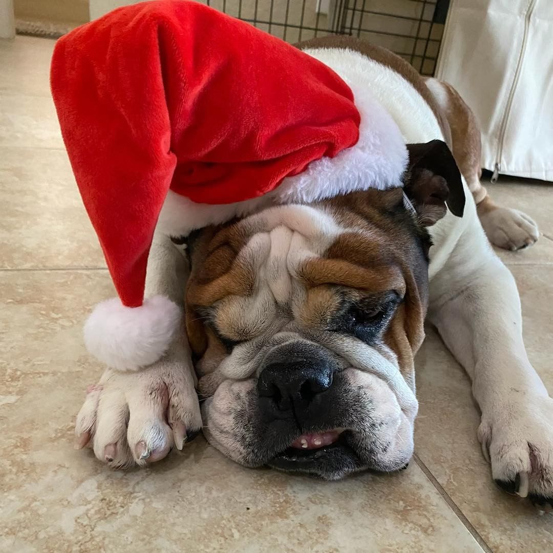 Pupdate—Belle is now officially heartworm free!
Yay! Great news

Knew she would make it through just fine!