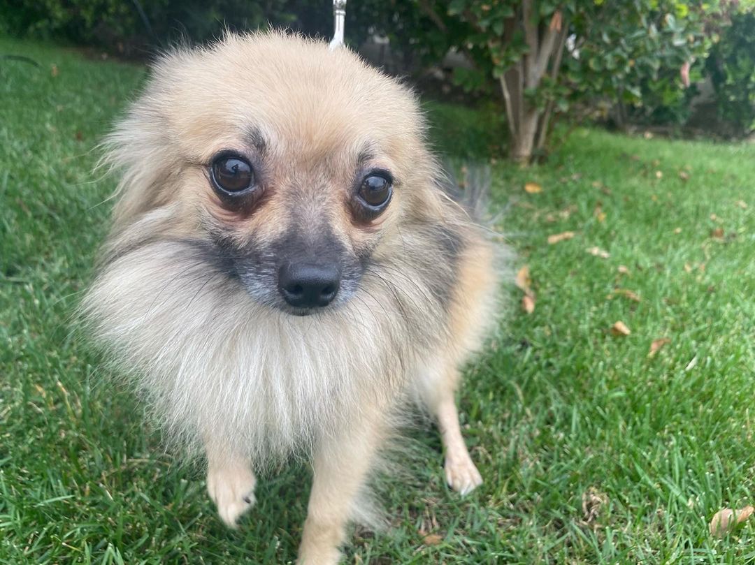 VINCENT! This guy loves to be with his human at all times🤍 He is always down to run errands or hit the local coffee shop for a morning latte⚡️ Vincent is incredibly sweet and loving! Learn more about Vincent and submit an adoption application on our website at www.ocpomrescue.com or click the link in our bio!!✨
•
•
•
🐶If you live in the Southern California area and would like to ADOPT a dog from our website/page, fill out an adoption form on our website, www.ocpomrescue.com!

💕If you want to DONATE to us, click the link in our bio!

♡If you would like to FOSTER with us, follow the link in our bio!!

All animals adopted will be spayed/neutered, microchipped, and vaccinated.

🏡Home checks are required. (virtual, emailed to info@ocpomrescue.com)

Adopt me, or share with a friend!!❣️