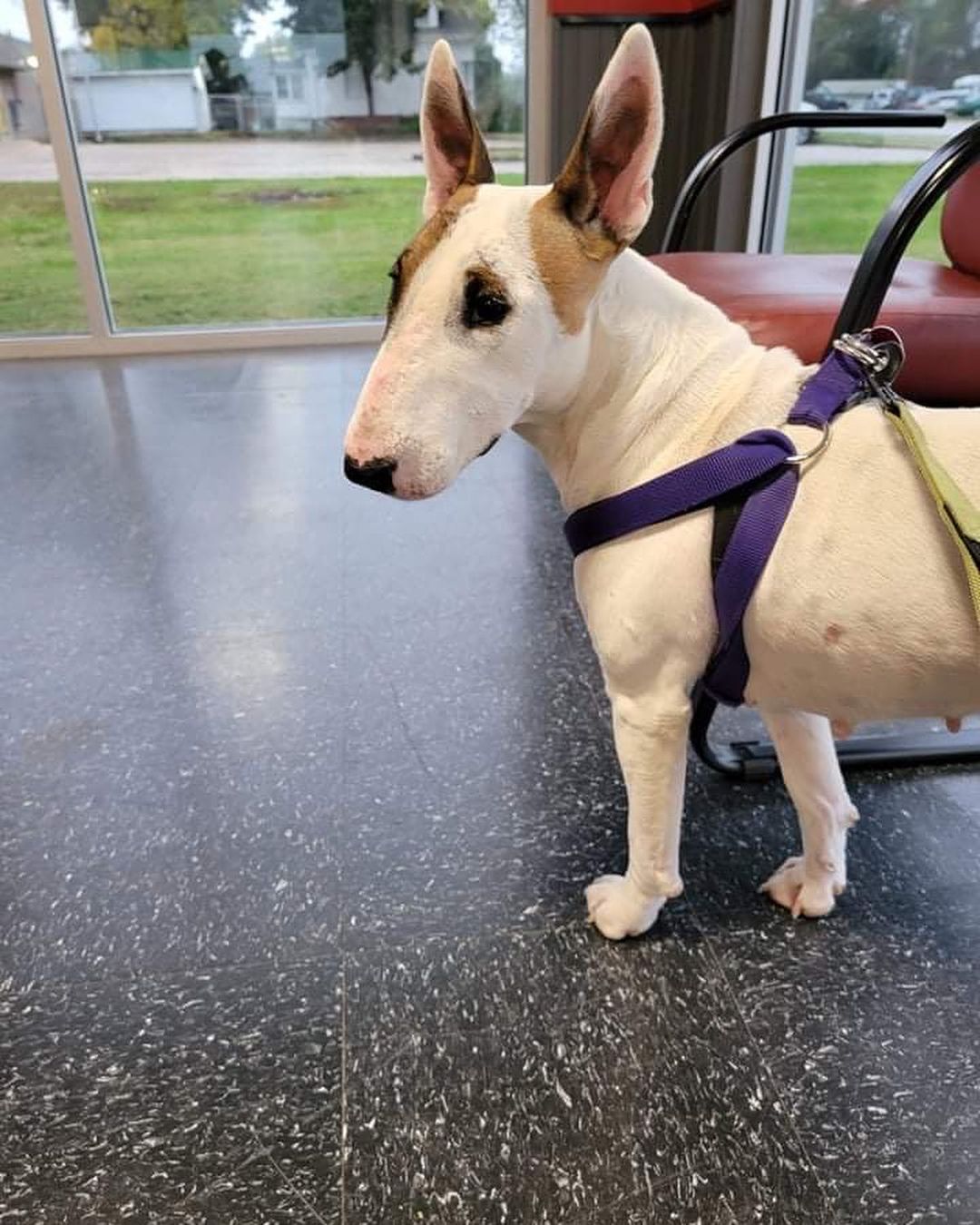 <a target='_blank' href='https://www.instagram.com/explore/tags/winterintakesarecoming/'>#winterintakesarecoming</a> Marley heading to her new home in Minnesota 🙏🏼 <a target='_blank' href='https://www.instagram.com/explore/tags/ittakesavillage/'>#ittakesavillage</a> <a target='_blank' href='https://www.instagram.com/explore/tags/bullterrierrescue/'>#bullterrierrescue</a>