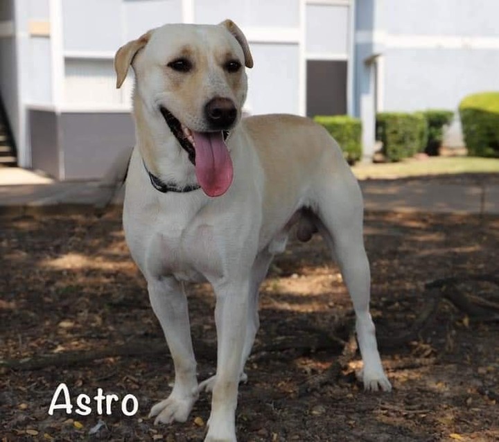 Foster homes needed!! Astro is one of our dogs that needs a foster or adopter right away.  His current foster saved his life but her dog doesn't like him.  He is a sweet lab mix, just about 16 months old. He would love a yard to play in and run , but he has adjusted to an apartment and is crate trained.  Can you help?  Please fill out our foster application and we will call you asap. <a target='_blank' href='https://www.instagram.com/explore/tags/LAPdog/'>#LAPdog</a> <a target='_blank' href='https://www.instagram.com/explore/tags/FosterHomesSaveLives/'>#FosterHomesSaveLives</a> <a target='_blank' href='https://www.instagram.com/explore/tags/LABpuprescue/'>#LABpuprescue</a> https://www.laprescue.org/foster-application.html