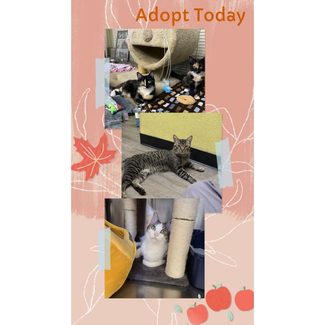 CAT ADOPTION EVENT today at the Aliso Viejo PetSmart.  We are there 12 to 4, we have some amazing cats for adoption. Many that we've had for quite some time <a target='_blank' href='https://www.instagram.com/explore/tags/adoptlove/'>#adoptlove</a> <a target='_blank' href='https://www.instagram.com/explore/tags/picme/'>#picme</a> <a target='_blank' href='https://www.instagram.com/explore/tags/petsmartcharities/'>#petsmartcharities</a> <a target='_blank' href='https://www.instagram.com/explore/tags/petsmart_aliso_viejo/'>#petsmart_aliso_viejo</a>