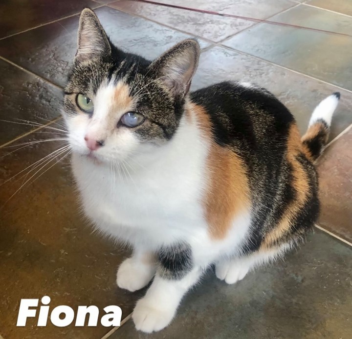 PET ADOPTION ALERT: Mama Fiona is a beautiful female 1-2 year old domestic short haired calico. She recently had a small litter of four kittens who all got adopted. She is very sweet and a little bit on the shy side. She loves just to chill out & be loved. She would do best in a calm home or apartment with a Single person or a couple. She is friendly with other cats & good around dogs. Fiona is very gentle. She is spayed, healthy, FIV negative and vaccinated. She has one cloudy eye that seems to be scar tissue from a previous illness or injury but the veterinarian said she’s fine. She may have some vision impairment in that eye but it shouldn’t cause her problems. Apply online at http://ow.ly/hllx50GgDpA http://ow.ly/Ibhp50GgDpB <a target='_blank' href='https://www.instagram.com/explore/tags/adoptdontshop/'>#adoptdontshop</a> <a target='_blank' href='https://www.instagram.com/explore/tags/catsrule/'>#catsrule</a> <a target='_blank' href='https://www.instagram.com/explore/tags/petrescue/'>#petrescue</a>