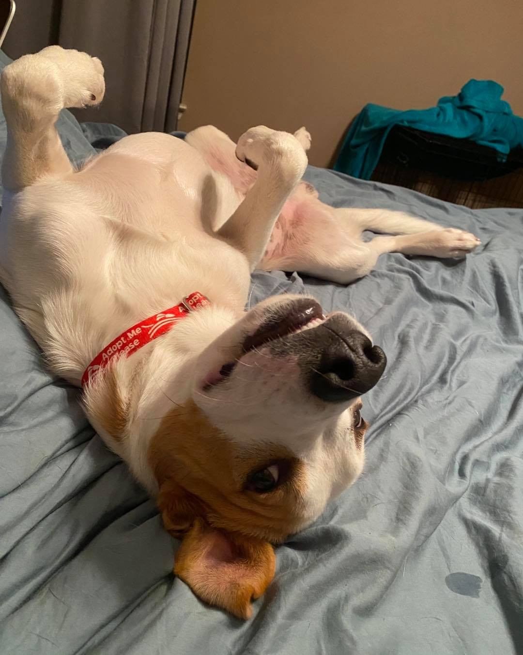 The many faces of a Hobbes naps. If anyone needs a splooting extraordinaire this cutie is still available! He’s a 1 year old terrier mix. Super playful, friendly, silly, good with dogs. A total catch! Fill out an app on our website!