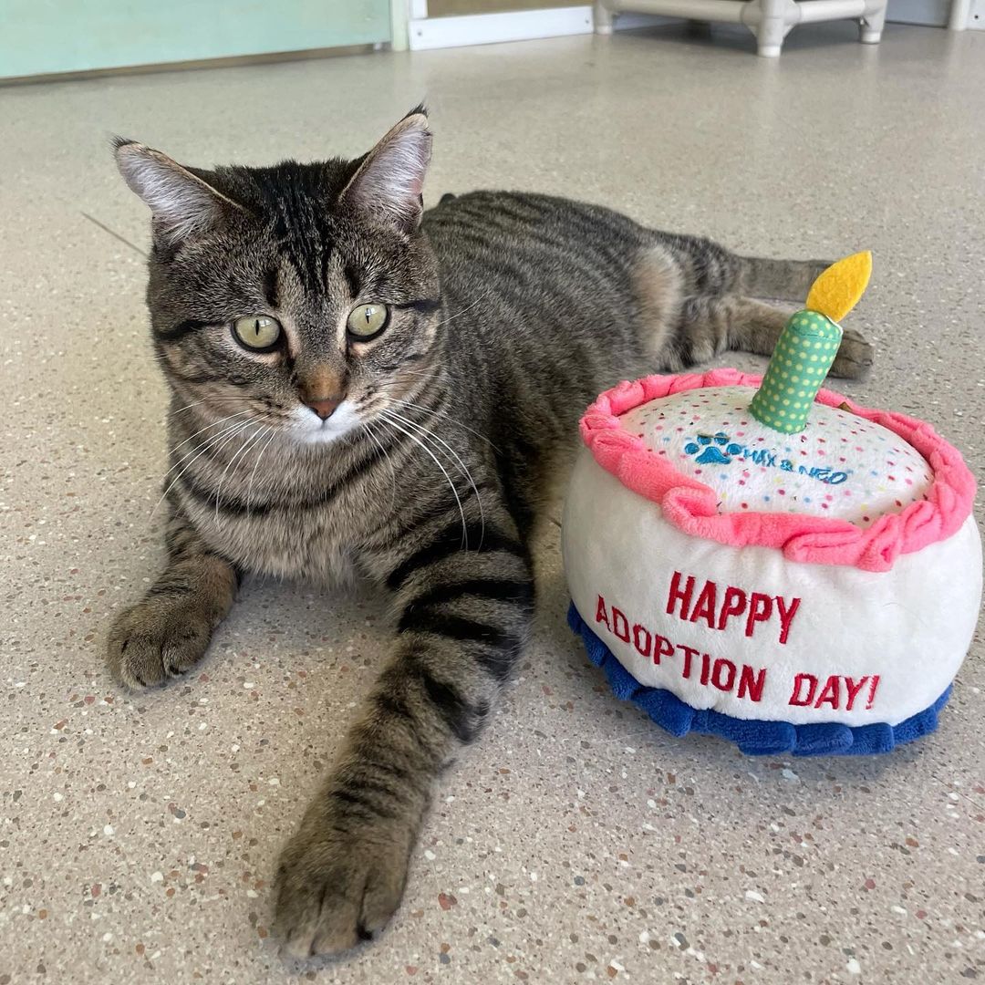 Happy Adoption Day, Ned! 🥰

<a target='_blank' href='https://www.instagram.com/explore/tags/adoptionday/'>#adoptionday</a> <a target='_blank' href='https://www.instagram.com/explore/tags/adoptedcat/'>#adoptedcat</a> <a target='_blank' href='https://www.instagram.com/explore/tags/happyadoptionday/'>#happyadoptionday</a> <a target='_blank' href='https://www.instagram.com/explore/tags/tabbycat/'>#tabbycat</a> <a target='_blank' href='https://www.instagram.com/explore/tags/darktabby/'>#darktabby</a> <a target='_blank' href='https://www.instagram.com/explore/tags/playfulcat/'>#playfulcat</a> <a target='_blank' href='https://www.instagram.com/explore/tags/snugglebug/'>#snugglebug</a> <a target='_blank' href='https://www.instagram.com/explore/tags/finallyadopted/'>#finallyadopted</a> <a target='_blank' href='https://www.instagram.com/explore/tags/winonaareahumanesociety/'>#winonaareahumanesociety</a> <a target='_blank' href='https://www.instagram.com/explore/tags/wahs/'>#wahs</a> <a target='_blank' href='https://www.instagram.com/explore/tags/winona/'>#winona</a> <a target='_blank' href='https://www.instagram.com/explore/tags/humanesociety/'>#humanesociety</a> <a target='_blank' href='https://www.instagram.com/explore/tags/petadoption/'>#petadoption</a> <a target='_blank' href='https://www.instagram.com/explore/tags/foreverhome/'>#foreverhome</a> <a target='_blank' href='https://www.instagram.com/explore/tags/adoptdontshop/'>#adoptdontshop</a> <a target='_blank' href='https://www.instagram.com/explore/tags/chooseadoption/'>#chooseadoption</a> <a target='_blank' href='https://www.instagram.com/explore/tags/rescueismyfavoritebreed/'>#rescueismyfavoritebreed</a> <a target='_blank' href='https://www.instagram.com/explore/tags/rescuecats/'>#rescuecats</a> <a target='_blank' href='https://www.instagram.com/explore/tags/shelter/'>#shelter</a> <a target='_blank' href='https://www.instagram.com/explore/tags/sheltercat/'>#sheltercat</a> <a target='_blank' href='https://www.instagram.com/explore/tags/catsofinstagram/'>#catsofinstagram</a> <a target='_blank' href='https://www.instagram.com/explore/tags/sheltercatsofinstagram/'>#sheltercatsofinstagram</a> <a target='_blank' href='https://www.instagram.com/explore/tags/catstagram/'>#catstagram</a>