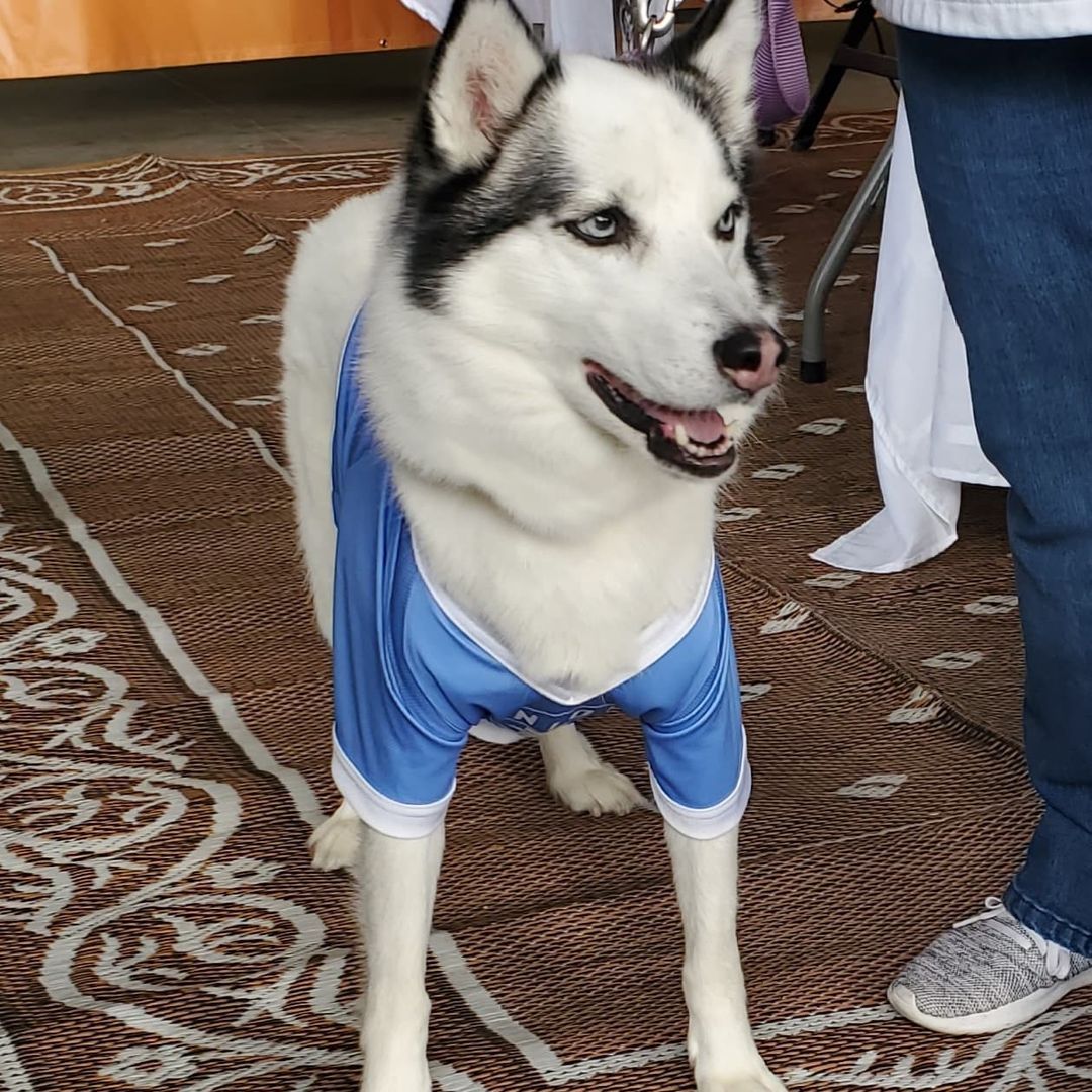 Thanks for the jerseys @subaru_usa & @philaunion but next time can we get one in Jumbo XXL? <a target='_blank' href='https://www.instagram.com/explore/tags/MakeADogsDay/'>#MakeADogsDay</a> <a target='_blank' href='https://www.instagram.com/explore/tags/bigdogs/'>#bigdogs</a> <a target='_blank' href='https://www.instagram.com/explore/tags/giantdog/'>#giantdog</a> <a target='_blank' href='https://www.instagram.com/explore/tags/bear/'>#bear</a> <a target='_blank' href='https://www.instagram.com/explore/tags/arcticspiritrescue/'>#arcticspiritrescue</a> <a target='_blank' href='https://www.instagram.com/explore/tags/adoptdontshop/'>#adoptdontshop</a> <a target='_blank' href='https://www.instagram.com/explore/tags/rescuedogs/'>#rescuedogs</a> <a target='_blank' href='https://www.instagram.com/explore/tags/rescuedogsofinstagram/'>#rescuedogsofinstagram</a> <a target='_blank' href='https://www.instagram.com/explore/tags/dogsofinstagram/'>#dogsofinstagram</a> <a target='_blank' href='https://www.instagram.com/explore/tags/dogs/'>#dogs</a> <a target='_blank' href='https://www.instagram.com/explore/tags/siberianhusky/'>#siberianhusky</a> <a target='_blank' href='https://www.instagram.com/explore/tags/siberianhuskiesofinstagram/'>#siberianhuskiesofinstagram</a> <a target='_blank' href='https://www.instagram.com/explore/tags/husky/'>#husky</a> <a target='_blank' href='https://www.instagram.com/explore/tags/huskiesofinstagram/'>#huskiesofinstagram</a> <a target='_blank' href='https://www.instagram.com/explore/tags/malamute/'>#malamute</a> <a target='_blank' href='https://www.instagram.com/explore/tags/malamutesofinstagram/'>#malamutesofinstagram</a> <a target='_blank' href='https://www.instagram.com/explore/tags/alaskanmalamute/'>#alaskanmalamute</a> <a target='_blank' href='https://www.instagram.com/explore/tags/alaskanmalamutesofinstagram/'>#alaskanmalamutesofinstagram</a> <a target='_blank' href='https://www.instagram.com/explore/tags/fosterdogs/'>#fosterdogs</a> <a target='_blank' href='https://www.instagram.com/explore/tags/fosterdogsofinstagram/'>#fosterdogsofinstagram</a> <a target='_blank' href='https://www.instagram.com/explore/tags/adopt/'>#adopt</a> <a target='_blank' href='https://www.instagram.com/explore/tags/foster/'>#foster</a> <a target='_blank' href='https://www.instagram.com/explore/tags/rescue/'>#rescue</a> <a target='_blank' href='https://www.instagram.com/explore/tags/fosteringsaveslives/'>#fosteringsaveslives</a>