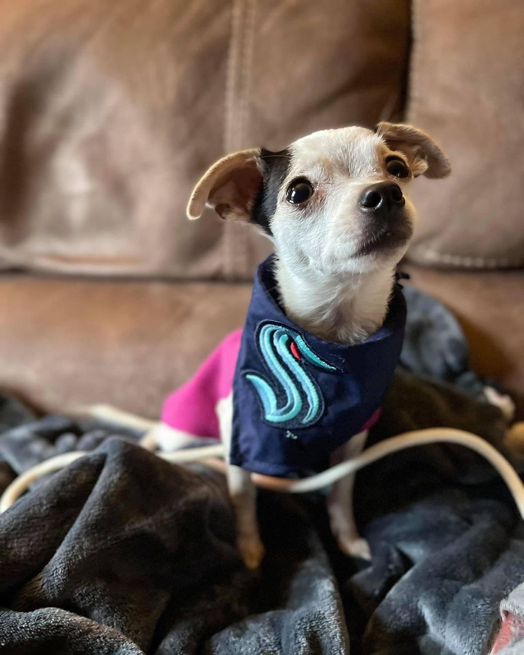 Adoptable tiny Edmonds is ready for the @seattlekraken home opener, are you? 🏒🦑