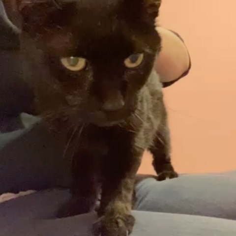 Meet Lil' Bertha, a sleek 🖤 black beauty waiting for her forever home. This ten-year-old lady will greet you with the best meows and purrs! Bertha loves her human friends and would do best as the only cat 🐈 

Sweet Bertha enjoys napping, snuggling and gets along with calm dogs, too. She takes her thyroid meds like a pro and is on a special diet for her kidneys. Bertha is FIV+ and is healthy and happy 😸 Ask our team about FIV in cats. 

Do you have the purrfect home 🏠 for this sweet girl? Use the link in our bio to reach our Salt Lake adoption page to fill out the adoption survey mentioning Lil' Bertha by name, DM us for a link or email utahadoptions@bestfriends.org. 

The Best Friends Lifesaving Center in Salt Lake City does adoptions by appointment and at our center between 12-4pm Sunday and Monday and 12-6pm Tuesday through Saturday. If you are interested in adopting a specific pet, please complete our dog adoption survey or cat adoption survey to provide us information about your lifestyle and what you are looking for in a dog or cat. An adoption specialist will be in touch with you within 48 hours via phone or email to advise next steps. Thank you for your continued support of the animals in Utah. 

<a target='_blank' href='https://www.instagram.com/explore/tags/SaveThemAll/'>#SaveThemAll</a> <a target='_blank' href='https://www.instagram.com/explore/tags/BestFriendsAnimalSociety/'>#BestFriendsAnimalSociety</a> <a target='_blank' href='https://www.instagram.com/explore/tags/adoptdontshop/'>#adoptdontshop</a> <a target='_blank' href='https://www.instagram.com/explore/tags/Utah/'>#Utah</a> <a target='_blank' href='https://www.instagram.com/explore/tags/SLC/'>#SLC</a> <a target='_blank' href='https://www.instagram.com/explore/tags/SaltLakeCity/'>#SaltLakeCity</a> <a target='_blank' href='https://www.instagram.com/explore/tags/BestFriendsUtah/'>#BestFriendsUtah</a> <a target='_blank' href='https://www.instagram.com/explore/tags/fosteringsaveslives/'>#fosteringsaveslives</a> <a target='_blank' href='https://www.instagram.com/explore/tags/BestFriendsSLC/'>#BestFriendsSLC</a> 
<a target='_blank' href='https://www.instagram.com/explore/tags/NKUT/'>#NKUT</a> <a target='_blank' href='https://www.instagram.com/explore/tags/adoptablecat/'>#adoptablecat</a>