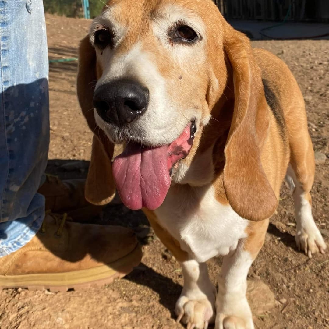 Please welcome 7 year old Hunter.  His humans had health tragedies and he ended up all alone in his back yard for a month! His story is a book itself! Thank you Dave & Leslie for getting him safe, bathed and snuggled. Thank you Bruce Garvin for transport! <a target='_blank' href='https://www.instagram.com/explore/tags/daphneyland/'>#daphneyland</a> <a target='_blank' href='https://www.instagram.com/explore/tags/bassethoundsofinstagram/'>#bassethoundsofinstagram</a> <a target='_blank' href='https://www.instagram.com/explore/tags/bassets/'>#bassets</a> <a target='_blank' href='https://www.instagram.com/explore/tags/nothingbetterthanabasset/'>#nothingbetterthanabasset</a> <a target='_blank' href='https://www.instagram.com/explore/tags/rescuedogsofinstagram/'>#rescuedogsofinstagram</a> <a target='_blank' href='https://www.instagram.com/explore/tags/heartthrob/'>#heartthrob</a> <a target='_blank' href='https://www.instagram.com/explore/tags/rescuelife/'>#rescuelife</a> <a target='_blank' href='https://www.instagram.com/explore/tags/adoptioneverafter/'>#adoptioneverafter</a>