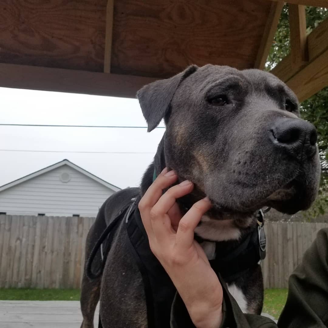 Adopt-a-bull Kane is one of the easiest going dudes we've seen at Buster.  Here you can see 👀 his progression from a nice neck scratch to deciding a hand 🖐️ makes a great place to rest his big ole pitty 🐶 noggin.  Apply to meet this chill ❄ dude today!
<a target='_blank' href='https://www.instagram.com/explore/tags/thebusterfoundation/'>#thebusterfoundation</a>
<a target='_blank' href='https://www.instagram.com/explore/tags/pitbull/'>#pitbull</a>
<a target='_blank' href='https://www.instagram.com/explore/tags/pitbullsofinstagram/'>#pitbullsofinstagram</a>
<a target='_blank' href='https://www.instagram.com/explore/tags/pitbulladvocate/'>#pitbulladvocate</a>
<a target='_blank' href='https://www.instagram.com/explore/tags/bullybreed/'>#bullybreed</a>
<a target='_blank' href='https://www.instagram.com/explore/tags/dontbullymybreed/'>#dontbullymybreed</a>
<a target='_blank' href='https://www.instagram.com/explore/tags/rescuedog/'>#rescuedog</a>
<a target='_blank' href='https://www.instagram.com/explore/tags/rescueismyfavoritebreed/'>#rescueismyfavoritebreed</a>
<a target='_blank' href='https://www.instagram.com/explore/tags/detroitrescuedogs/'>#detroitrescuedogs</a>