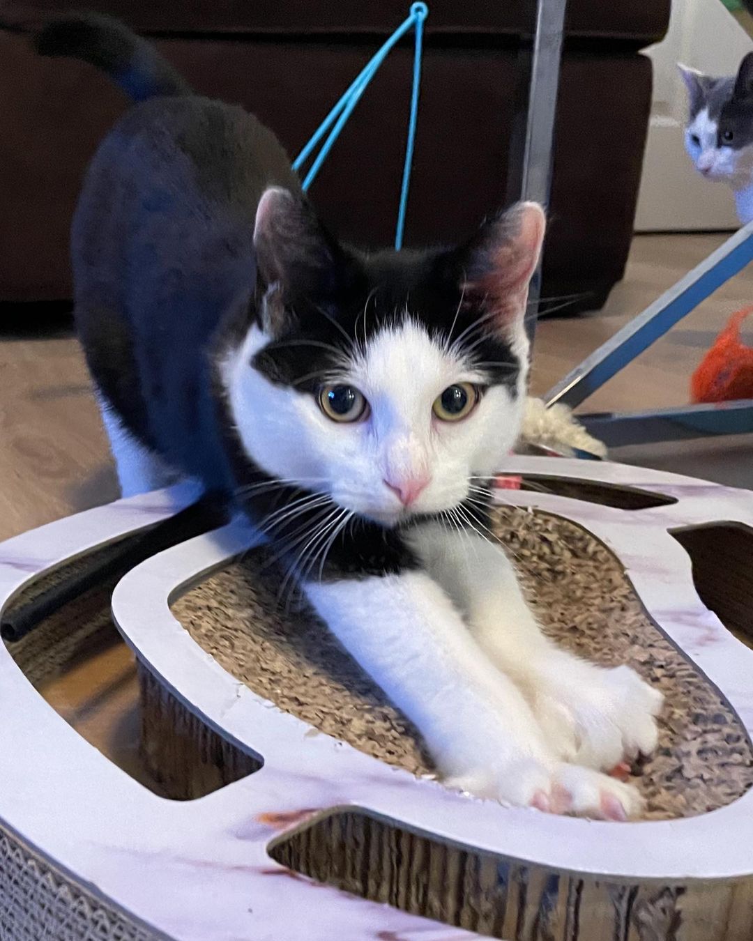 Hi umm hello umm is this thing on?? Oh ok! Hello world!! We are Toby (black and white) and Spencer (grey and white) and we are so happy to meet you all 😻😻 You May remember us as Honey and Spice. That was when we were still at the <a target='_blank' href='https://www.instagram.com/explore/tags/catshelter/'>#catshelter</a> with URIs and hoping for a <a target='_blank' href='https://www.instagram.com/explore/tags/foster/'>#foster</a> home. Well luckily we got one! And we’re all better now too 😃😃 We are sweet and playful 5 month old male <a target='_blank' href='https://www.instagram.com/explore/tags/kittens/'>#kittens</a> now ready for our <a target='_blank' href='https://www.instagram.com/explore/tags/fureverhome/'>#fureverhome</a> We also get along great with other <a target='_blank' href='https://www.instagram.com/explore/tags/kitties/'>#kitties</a> 💗 Are you looking for two <a target='_blank' href='https://www.instagram.com/explore/tags/handsomekitties/'>#handsomekitties</a> to call your own? Email our <a target='_blank' href='https://www.instagram.com/explore/tags/furriends/'>#furriends</a> at ForAnimalsNYC@gmail.com and ask about us, Toby and Spencer 🐱🐱 For faster processing, fill out the editable PDF adoption-application form at
https://www.foranimalsinc.com/adopt/our-adoption-process/ and email it to ForAnimalsNYC@gmail.com <a target='_blank' href='https://www.instagram.com/explore/tags/adoptdontshop/'>#adoptdontshop</a> <a target='_blank' href='https://www.instagram.com/explore/tags/rescueismyfavoritebreed/'>#rescueismyfavoritebreed</a> <a target='_blank' href='https://www.instagram.com/explore/tags/rescuekittens/'>#rescuekittens</a> <a target='_blank' href='https://www.instagram.com/explore/tags/kittensofinstagram/'>#kittensofinstagram</a> <a target='_blank' href='https://www.instagram.com/explore/tags/fosteringsaveslives/'>#fosteringsaveslives</a> <a target='_blank' href='https://www.instagram.com/explore/tags/tnr/'>#tnr</a>