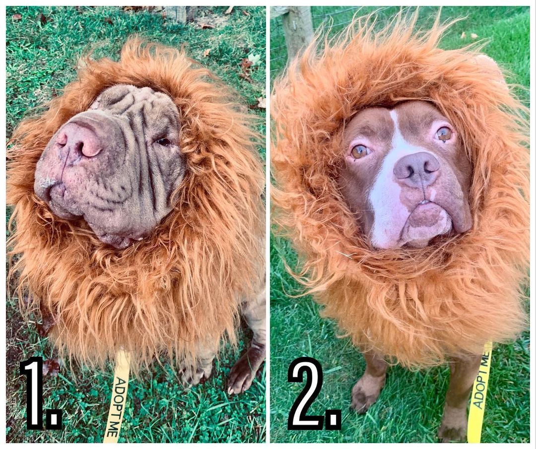 Help Carlton and Tucker settle their debate…

Which one makes the best lion? 🦁 COMMENT 1 for Carlton or 2 for Tucker 🐶 

May the best lion win! ❤️

<a target='_blank' href='https://www.instagram.com/explore/tags/adoptCarlton/'>#adoptCarlton</a> <a target='_blank' href='https://www.instagram.com/explore/tags/adoptTucker/'>#adoptTucker</a> <a target='_blank' href='https://www.instagram.com/explore/tags/lioncostume/'>#lioncostume</a> <a target='_blank' href='https://www.instagram.com/explore/tags/halloween2021/'>#halloween2021</a> <a target='_blank' href='https://www.instagram.com/explore/tags/furgottendogrescue/'>#furgottendogrescue</a> <a target='_blank' href='https://www.instagram.com/explore/tags/helpingtheunwanted/'>#helpingtheunwanted</a>