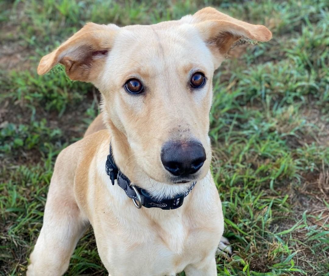 Say his name three times and he appears:

Beetlejuice! Beetlejuice! Beetlejuice!

This handsome boy just joined us from Aggieland Humane Society and we can’t wait to see what mischief he gets up to.