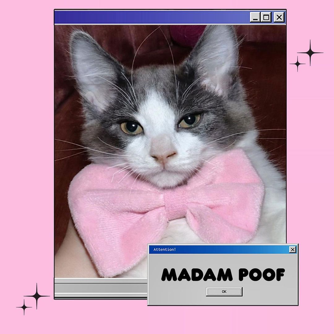 MADAM POOF
13 weeks - Female - Poofy
Hi Doll! My name is MADAM POOF. Yes that’s right, POOF:)
I’m Fluffy💕
My Birthday is July 27th. Did I mention im very Poofy 😄 
I LOVE LOVE LOVE toys🧶
Im very smart & go potty in my litter box and I have never gone potty outside of it. 💕
I love attention and affection, you could say im a lover.
I loves sitting by the window and looking outside at the birds🐧
That’s my  favorite thing to do! 
My favorite song is “One Kiss” by Dua Lipa 🎷💕
I am house trained and am good with other cats, MEOW🐱
Adoption fee $135 🧡🧡
(All animals adopted will be spayed/neutered, microchipped, and vaccinated) 
🏠Home checks are REQUIRED. (virtual or covid safe-in person).
Please apply to adopt me! or share me with a friend!! 💕
LINK IN BIO TO apply for ADOPTION!!