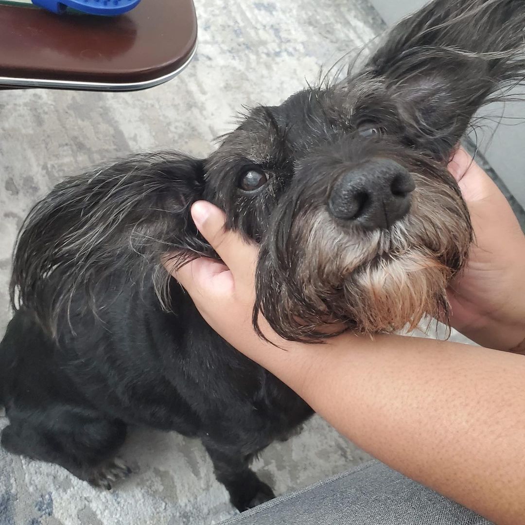 Na na na na na na na na BATDOG! 🦇 ⁣
⁣
Spooky season is upon us and we love this pupdate from Gus, formerly known as Scruffy! This handsome guy was adopted from us in August…⁣
⁣
“We love him so much and he has become a huge part of our family. He enjoys his daily walks, asking for constant pets, and his treats. We think his ears are like bat wings hence his bat costume! Thank you again for giving us our fur baby.” 🖤🧡⁣
•⁣⁣
•⁣⁣
•⁣⁣
<a target='_blank' href='https://www.instagram.com/explore/tags/findhappiness/'>#findhappiness</a> <a target='_blank' href='https://www.instagram.com/explore/tags/opttoadopt/'>#opttoadopt</a> <a target='_blank' href='https://www.instagram.com/explore/tags/spookyszn/'>#spookyszn</a> <a target='_blank' href='https://www.instagram.com/explore/tags/shelterdog/'>#shelterdog</a> <a target='_blank' href='https://www.instagram.com/explore/tags/shelterdogsofinstagram/'>#shelterdogsofinstagram</a> <a target='_blank' href='https://www.instagram.com/explore/tags/adoptdontshop/'>#adoptdontshop</a> <a target='_blank' href='https://www.instagram.com/explore/tags/adoptashelterdog/'>#adoptashelterdog</a> <a target='_blank' href='https://www.instagram.com/explore/tags/halloween/'>#halloween</a> <a target='_blank' href='https://www.instagram.com/explore/tags/pupdate/'>#pupdate</a> <a target='_blank' href='https://www.instagram.com/explore/tags/happytails/'>#happytails</a> <a target='_blank' href='https://www.instagram.com/explore/tags/tescuedismyfavoritebreed/'>#tescuedismyfavoritebreed</a> <a target='_blank' href='https://www.instagram.com/explore/tags/lasvegas/'>#lasvegas</a> <a target='_blank' href='https://www.instagram.com/explore/tags/vegas/'>#vegas</a> <a target='_blank' href='https://www.instagram.com/explore/tags/spca/'>#spca</a> <a target='_blank' href='https://www.instagram.com/explore/tags/nevadaspca/'>#nevadaspca</a>