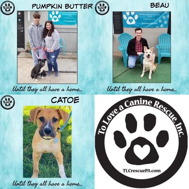 It’s HAPPY TAILS time!!! This week we had 1️⃣5️⃣ adoptions because our team is awesome!! 

🐾Clyde (now Sam) 
🐾Brandy 
🐾Dixie 
🐾Bonnie (now Fig)
🐾Phoebe (keeping name)
🐾Ben (now Jasper) 
🐾Cherry (now Izzy)
🐾King (keeping name)
🐾Mika 
🐾Misty (keeping name)
🐾Griffin 
🐾Suzzie (now Roxy) 
🐾Pumpkin Butter (now Lola) 
🐾Beau 
🐾Catoe 

Thank you everyone! Have a great week!