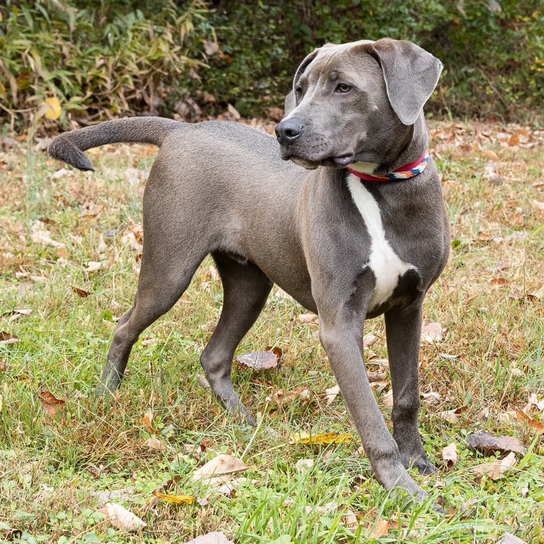 Meet Shadow, a 6-month-old male Retriever/mix who was surrendered through no fault of his own. This handsome young boy is anxiously waiting for a family to come and take him and give him the life that he deserves.
____________________________________________
<a target='_blank' href='https://www.instagram.com/explore/tags/handsomeboy/'>#handsomeboy</a>  <a target='_blank' href='https://www.instagram.com/explore/tags/sweetface/'>#sweetface</a>  <a target='_blank' href='https://www.instagram.com/explore/tags/takemeoutofhere/'>#takemeoutofhere</a>  <a target='_blank' href='https://www.instagram.com/explore/tags/adoptmeplease/'>#adoptmeplease</a>