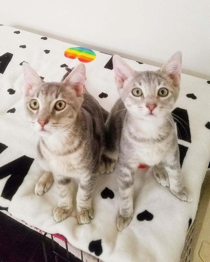 😻😻😻Giorgio & Louis are looking for their loving family❤️ 
 
Lap cats? ✔Check. Arm cats? ✔Check. Shoulder cats? ✔Practically there!
 
Giorgio & Louis have 2 modes:😼 Play and 😻Cuddle. 
 
🐈🐈When it's playtime, everything is a game. Sweeping the floor? Let's hop over that broom. Picking stuff up? Let's do a vertical jump to catch it before it's out of reach. Extra bottle caps, paper bags, blankets? They'll be occupied for a while. They have so much fun being a part of everything you do.
 
❤️❤️If you're looking for feline adoration,  they're your boys. Expect lots of nose boops, and face rubs, making biscuits, and big purr motors. They love being close to you during naptime. If you're sitting down on the couch, make sure you make room for Giorgio & Louis on each of your shoulders.
 
These buddies need to go together or to a household with another active brother or sister. You'll be laughing at their antics non-stop!
 
Please check their Adoption page on our website: https://angelsfurryfriends.org/giorgio-and-louis/
 
If you would like these kittens to become a part of your family please  fill out 🐾Adoption application🐾  https://angelsfurryfriends.org/adoption-application-cats/
 
❤️THANK YOU!❤️ to all our supporter and contributors 
✅ Want to help more kittens to find their forever homes? Your contribution will make an impact: 
👉 https://angelsfurryfriends.org/donate/
🐾 Check our website for adoptable animals: https://angelsfurryfriends.org
✅ Apply to become a foster https://angelsfurryfriends.org/foster-application/
✅ Our furry friends will be super happy if you can contribute to our AMAZON wish list: https://www.amazon.com/hz/wishlist/ls/20Z238E5G16UH
✅ Find us on AMAZON SMILE
✅ Angel’s Furry Friends is a Non-Profit 501(3) organization. Your Donations are Tax deductible.
<a target='_blank' href='https://www.instagram.com/explore/tags/adoptdontshop/'>#adoptdontshop</a> <a target='_blank' href='https://www.instagram.com/explore/tags/animalrescue/'>#animalrescue</a> <a target='_blank' href='https://www.instagram.com/explore/tags/animalhelp/'>#animalhelp</a> <a target='_blank' href='https://www.instagram.com/explore/tags/catlove/'>#catlove</a>  <a target='_blank' href='https://www.instagram.com/explore/tags/catrescue/'>#catrescue</a>  <a target='_blank' href='https://www.instagram.com/explore/tags/savealife/'>#savealife</a> <a target='_blank' href='https://www.instagram.com/explore/tags/bekind/'>#bekind</a> <a target='_blank' href='https://www.instagram.com/explore/tags/catsforadoption/'>#catsforadoption</a> <a target='_blank' href='https://www.instagram.com/explore/tags/rescuedismyfavoritebreed/'>#rescuedismyfavoritebreed</a>  <a target='_blank' href='https://www.instagram.com/explore/tags/Giorgio/'>#Giorgio</a>  <a target='_blank' href='https://www.instagram.com/explore/tags/Louis/'>#Louis</a>  <a target='_blank' href='https://www.instagram.com/explore/tags/kittensforadoption/'>#kittensforadoption</a> <a target='_blank' href='https://www.instagram.com/explore/tags/adoptme/'>#adoptme</a>