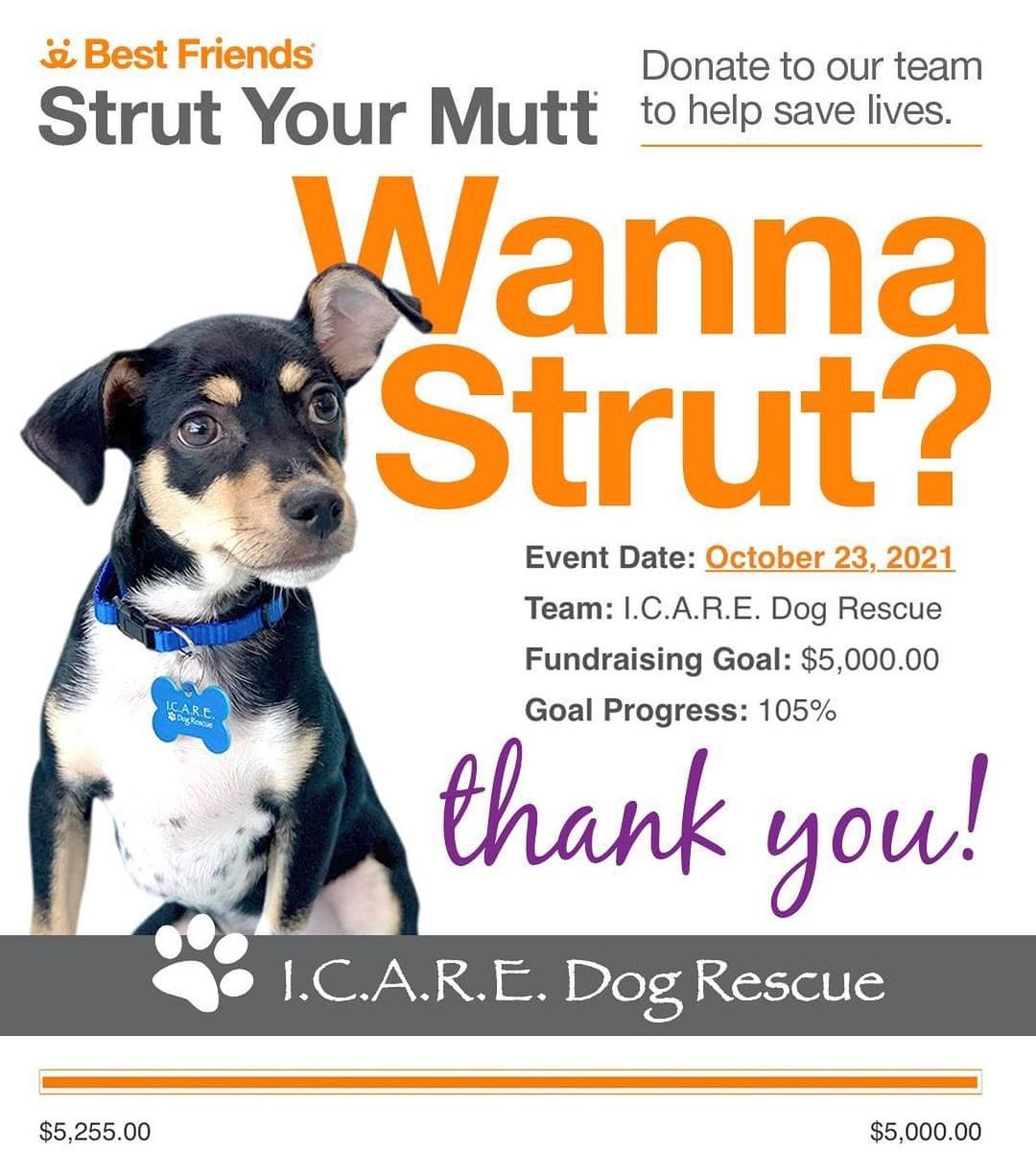 🧡 THANK YOU SO MUCH 🧡 to everyone that supported our team to reach our goal! $5,000 will greatly help us to continue to save more dogs that need us. Each day more than 950 dogs and cats are killed in America's shelters, simply because they don't have safe places to call home. Best Friends is determined to bring that number to zero by 2025 and we are doing everything we can to help that cause. We hope you enjoy this beautiful day and get out there to STRUT YOU MUTT! 👣🐾