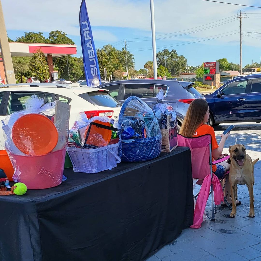 Thank you to everyone that came out today to see The all of the adoptables with Heidi's Legacy. Thank you to all the foster parents & volunteers for coming out to the event.  Looking forward to many more successful events.

Thank you @subaru_usa @subarusouthtampa for having us and supporting rescue dogs & cats.

Shout out to @urbantailzretreattampa
Thanks for all you do for the pups!!! 💜 🐶 

<a target='_blank' href='https://www.instagram.com/explore/tags/subaruLovesPets/'>#subaruLovesPets</a> <a target='_blank' href='https://www.instagram.com/explore/tags/subaru/'>#subaru</a> <a target='_blank' href='https://www.instagram.com/explore/tags/subaruadoptionevent/'>#subaruadoptionevent</a> <a target='_blank' href='https://www.instagram.com/explore/tags/fosteringsaveslives/'>#fosteringsaveslives</a>❤️🐶 <a target='_blank' href='https://www.instagram.com/explore/tags/fosteringisfun/'>#fosteringisfun</a> <a target='_blank' href='https://www.instagram.com/explore/tags/adoptionevent/'>#adoptionevent</a> <a target='_blank' href='https://www.instagram.com/explore/tags/adoptdontshop/'>#adoptdontshop</a> <a target='_blank' href='https://www.instagram.com/explore/tags/rescuedog/'>#rescuedog</a> <a target='_blank' href='https://www.instagram.com/explore/tags/rescuedogsofinstagram/'>#rescuedogsofinstagram</a> <a target='_blank' href='https://www.instagram.com/explore/tags/dogrescue/'>#dogrescue</a> <a target='_blank' href='https://www.instagram.com/explore/tags/rescuedismyfavoritebreed/'>#rescuedismyfavoritebreed</a> <a target='_blank' href='https://www.instagram.com/explore/tags/rescuelife/'>#rescuelife</a>