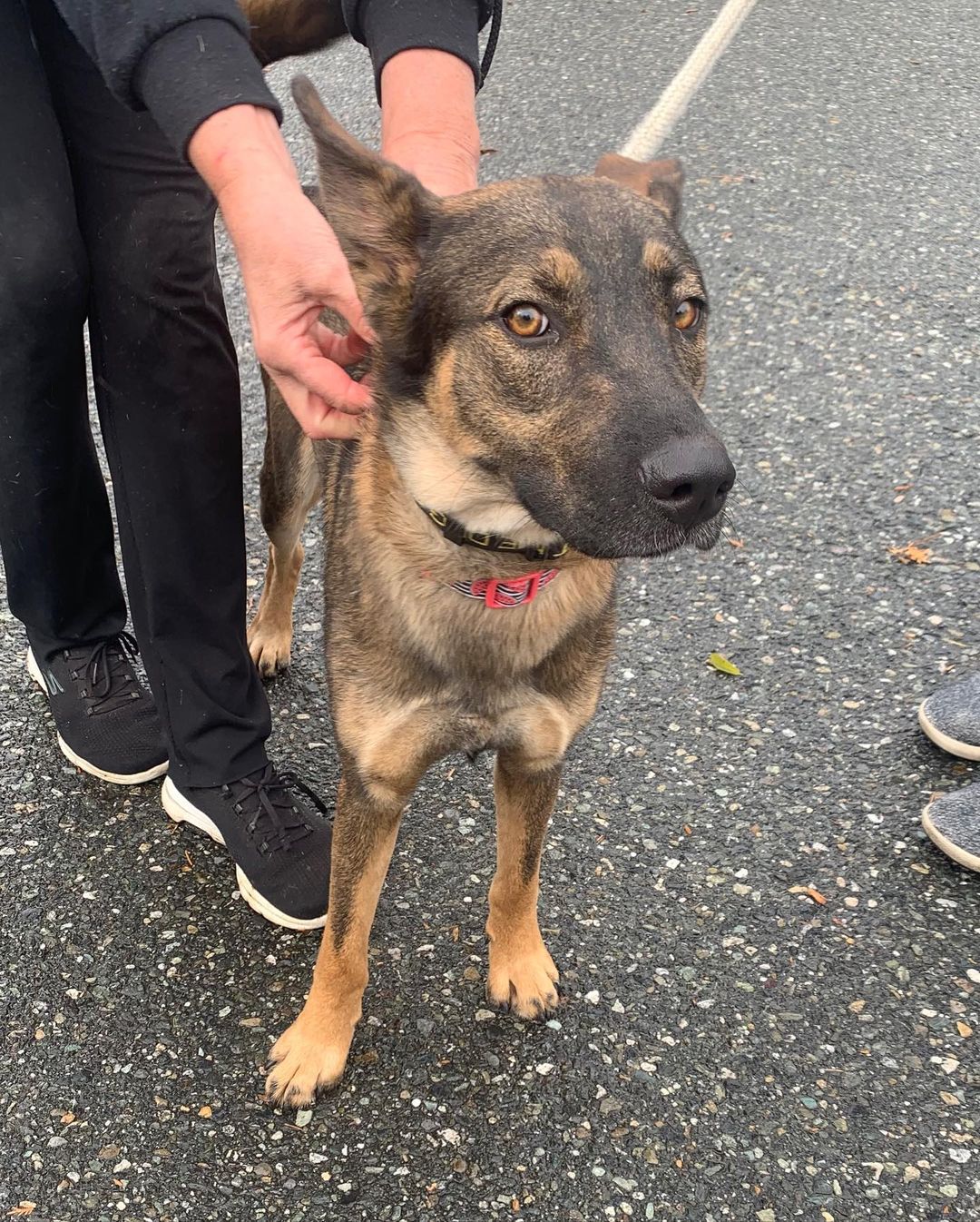 Say hello to Rookie, Annabeth, Cherry, Ingrid, General Magnus Kane and Walnut! These 6 lucky pups had a long ride from Texas, but they’re all settling in and happy to be here.