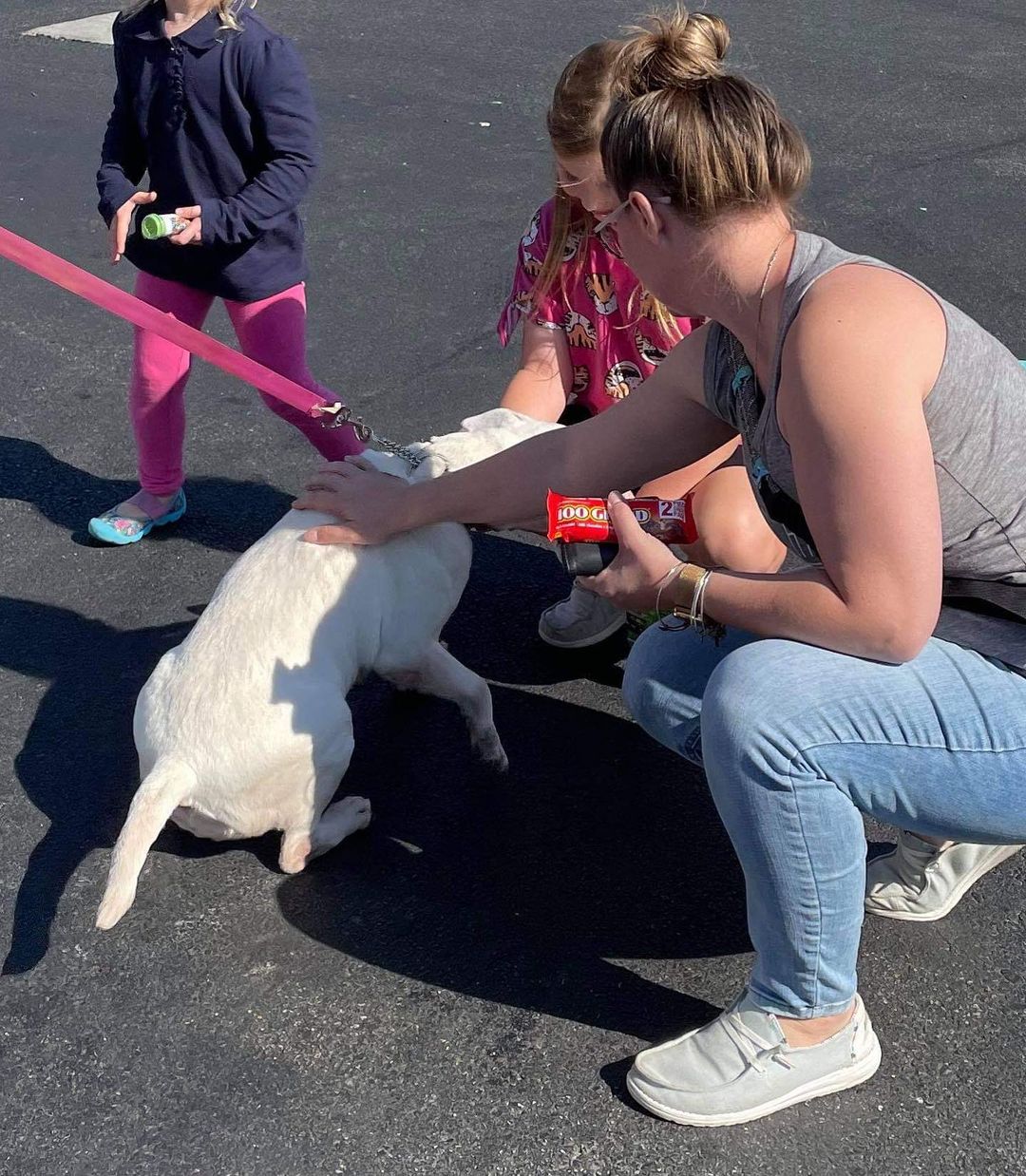 Dolce taking a water brake before starting her second transport leg. Seems like our rescue warrior’s daughters and her are hitting it off 🥰 <a target='_blank' href='https://www.instagram.com/explore/tags/winterintakesarecoming/'>#winterintakesarecoming</a> <a target='_blank' href='https://www.instagram.com/explore/tags/ittakesavillage/'>#ittakesavillage</a> <a target='_blank' href='https://www.instagram.com/explore/tags/bullterrierrescue/'>#bullterrierrescue</a>