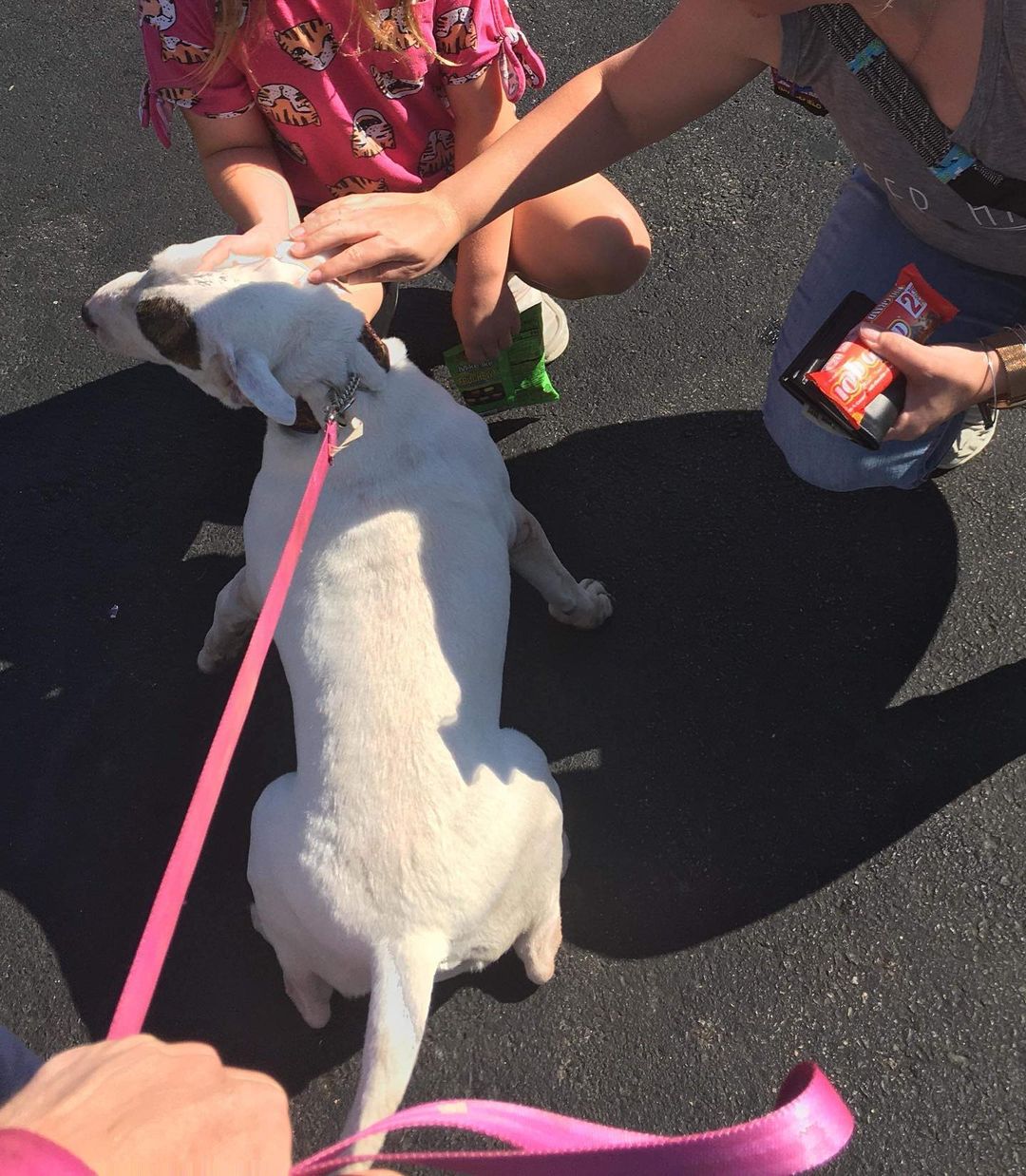 Dolce taking a water brake before starting her second transport leg. Seems like our rescue warrior’s daughters and her are hitting it off 🥰 <a target='_blank' href='https://www.instagram.com/explore/tags/winterintakesarecoming/'>#winterintakesarecoming</a> <a target='_blank' href='https://www.instagram.com/explore/tags/ittakesavillage/'>#ittakesavillage</a> <a target='_blank' href='https://www.instagram.com/explore/tags/bullterrierrescue/'>#bullterrierrescue</a>